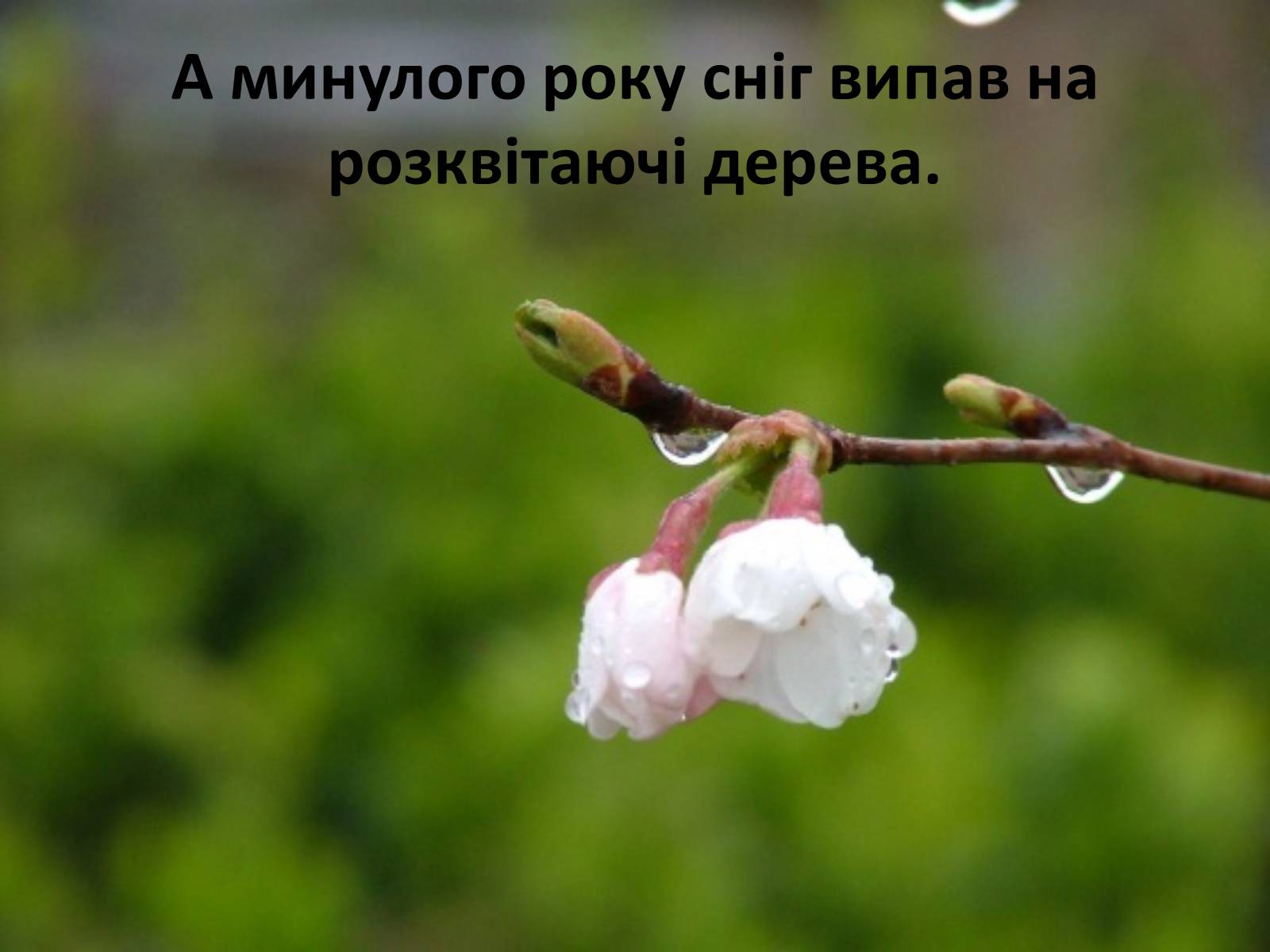 Презентація на тему «Глобальне потепління: що за ним криється?» - Слайд #20 Презентація на тему «Глобальне потепління: що за ним криється?» - Слайд #20