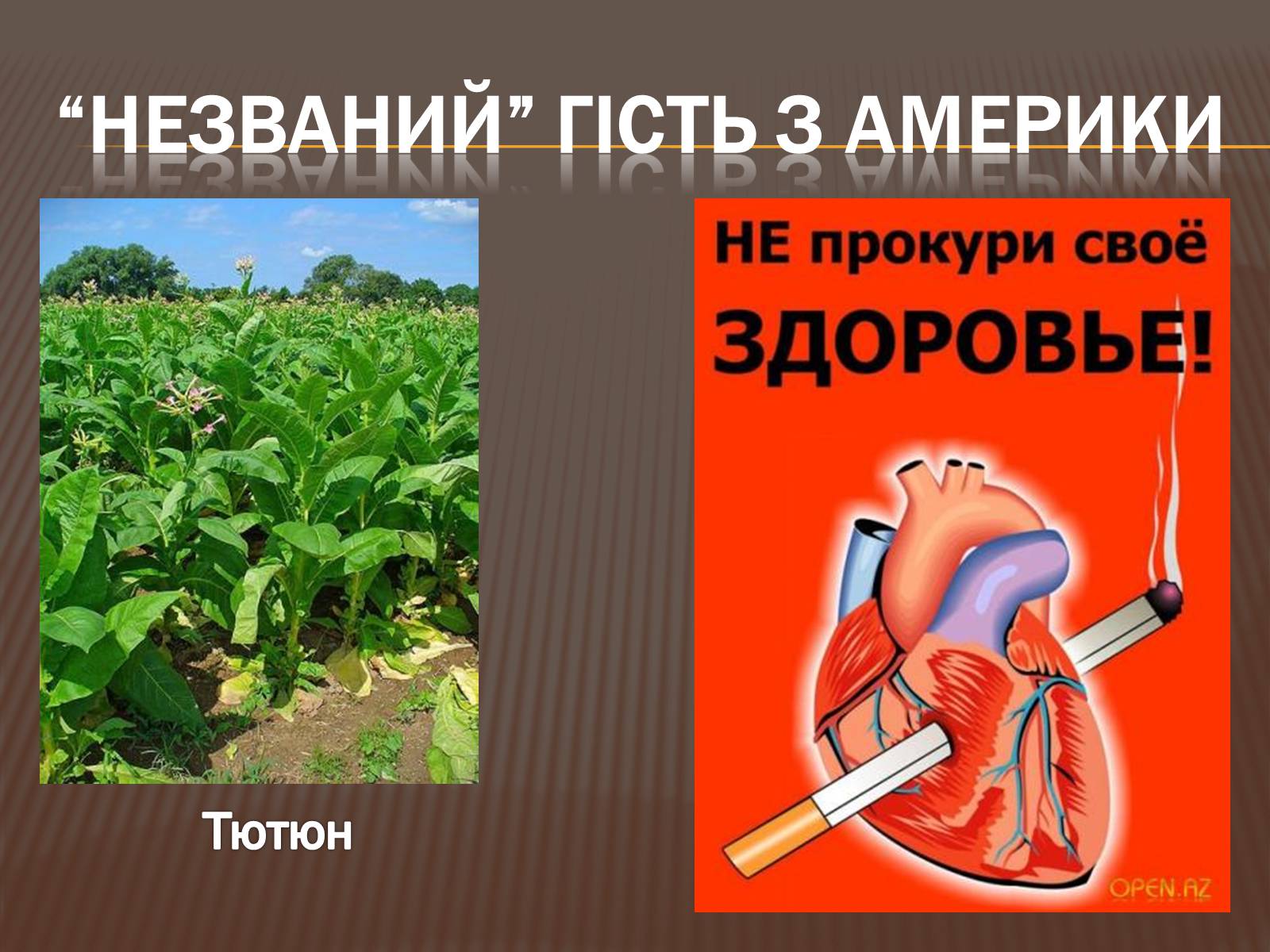 Презентація на тему «Відкриття Америки» - Слайд #10 Презентація на тему «Відкриття Америки» - Слайд #10