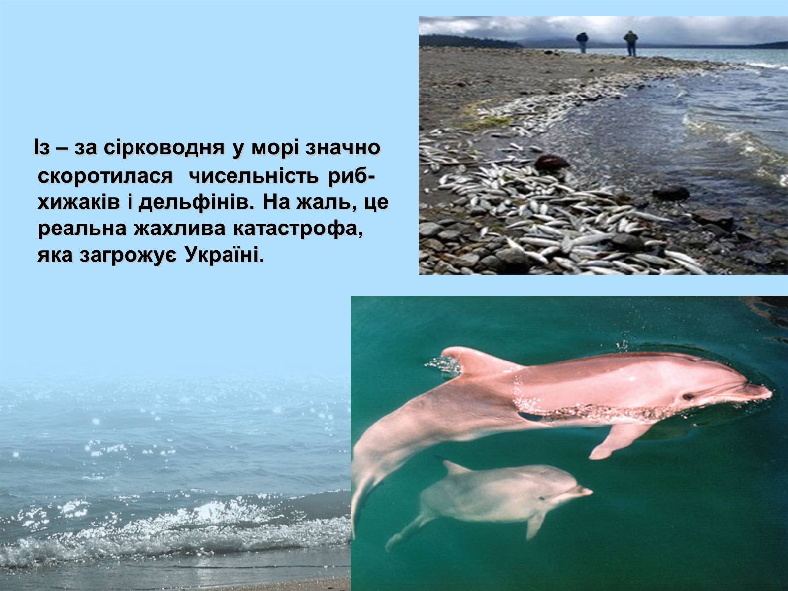 Презентація на тему «Фізико - географічна характеристика Чорного моря» - Слайд #11 Презентація на тему «Фізико - географічна характеристика Чорного моря» - Слайд #11