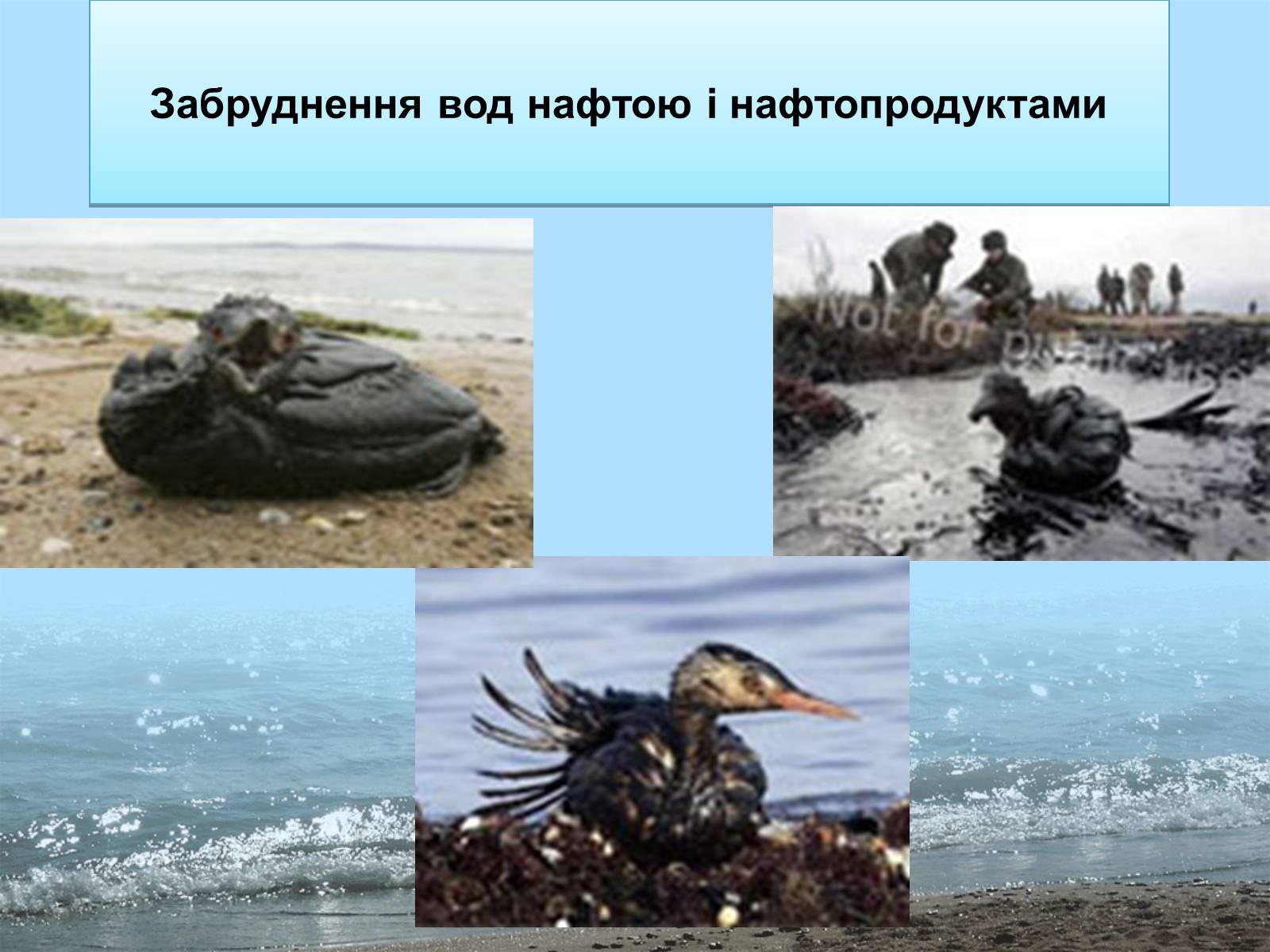 Презентація на тему «Фізико - географічна характеристика Чорного моря» - Слайд #16 Презентація на тему «Фізико - географічна характеристика Чорного моря» - Слайд #16