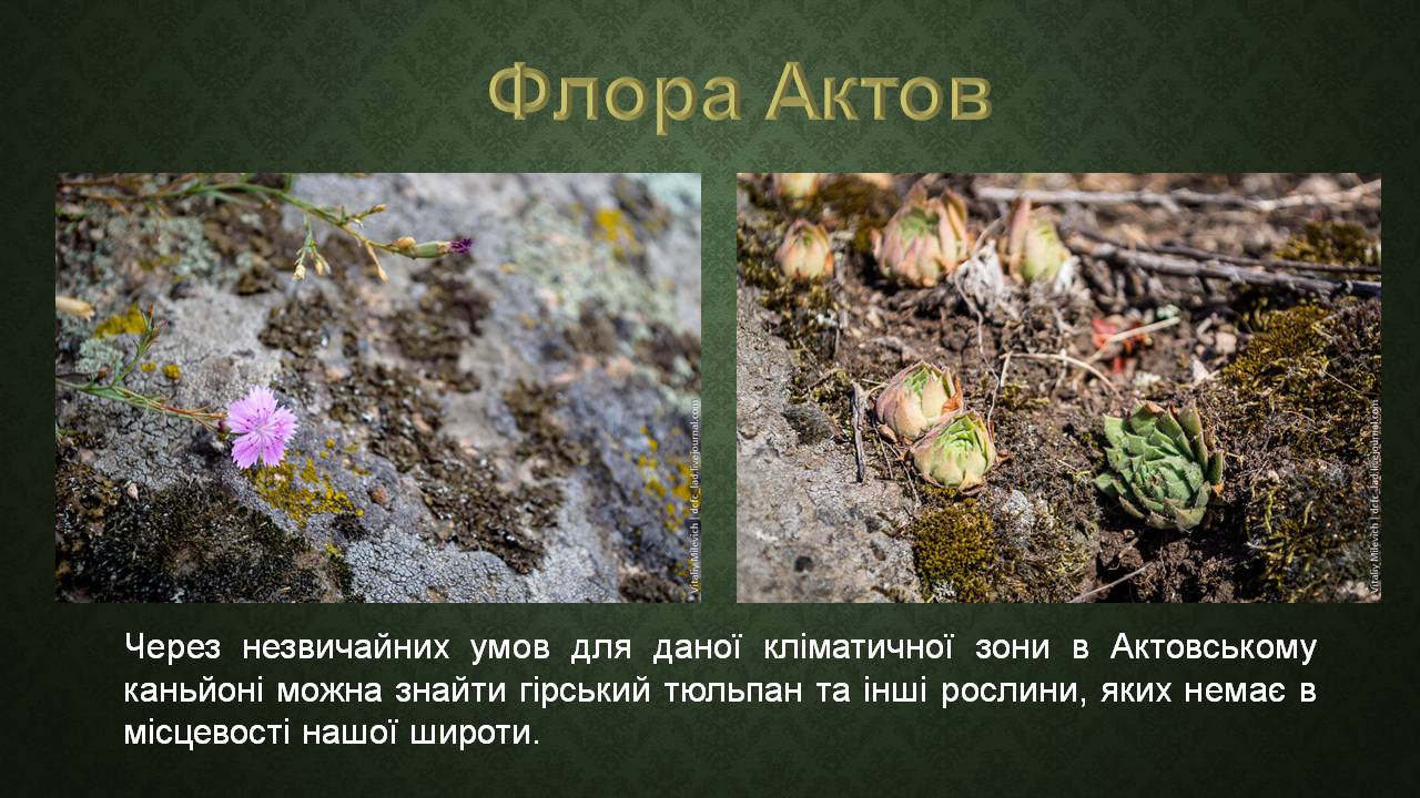 Презентація на тему «Актовий каньйон» - Слайд #12 Презентація на тему «Актовий каньйон» - Слайд #12