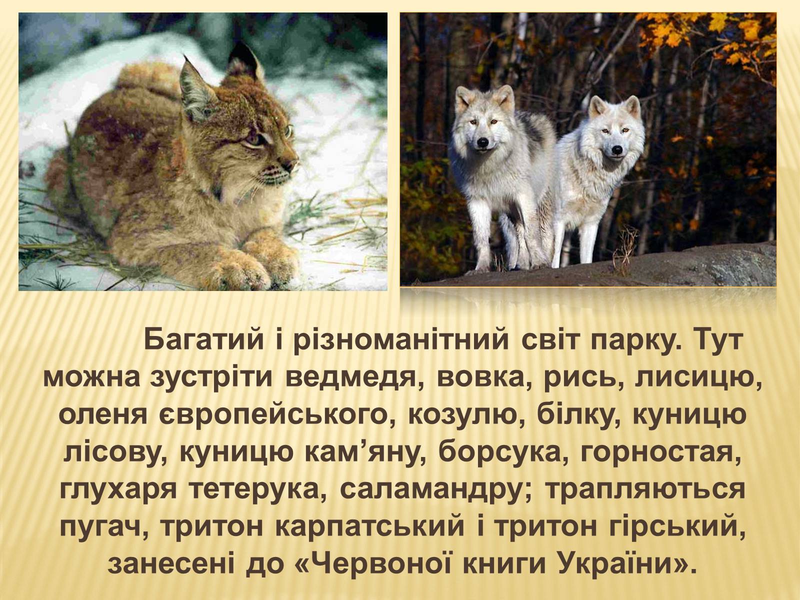 Презентація на тему «Заповідник “Синевир”» - Слайд #10 Презентація на тему «Заповідник “Синевир”» - Слайд #10