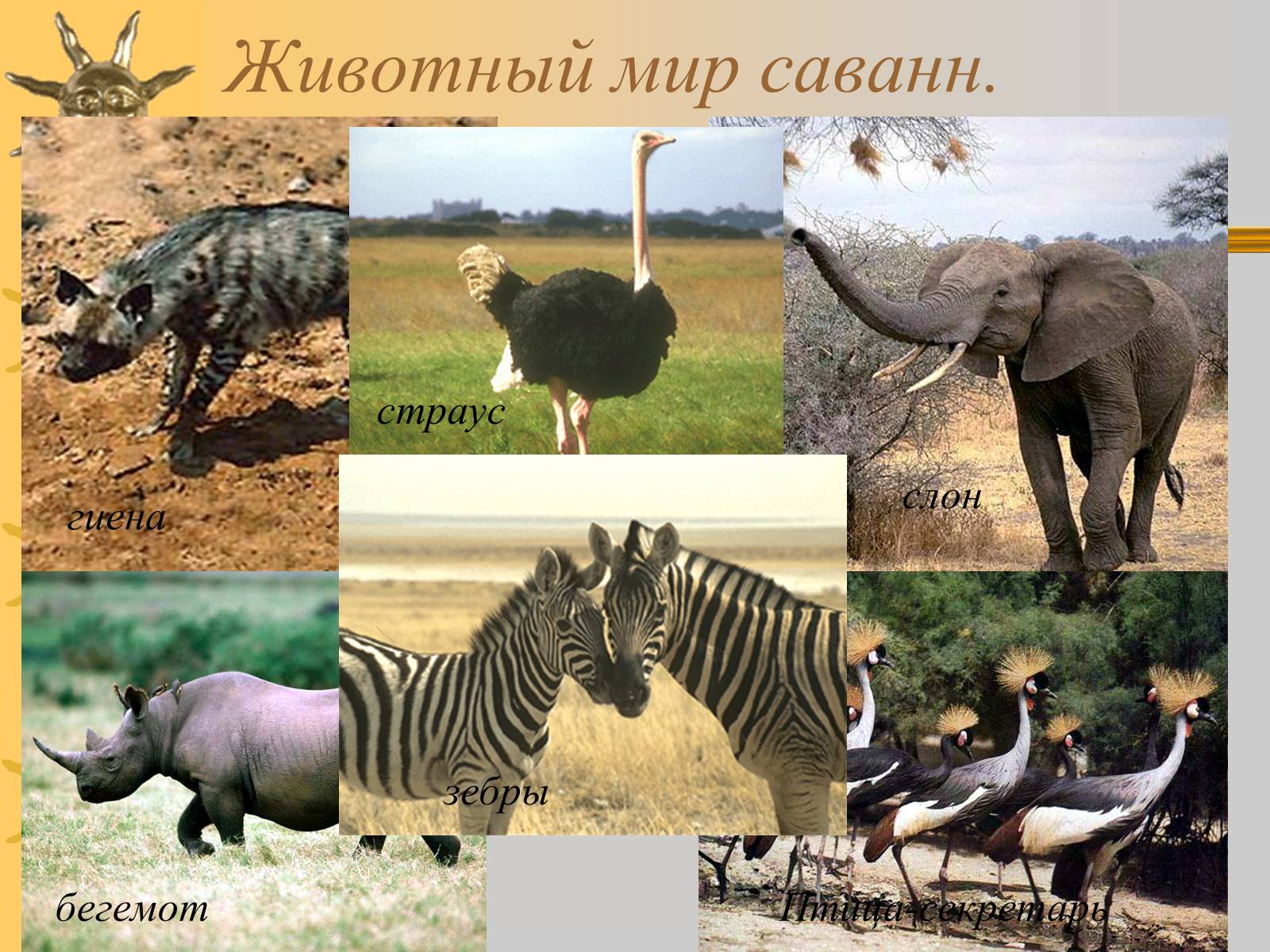 Презентація на тему «Природные зоны Африки» - Слайд #10 Презентація на тему «Природные зоны Африки» - Слайд #10