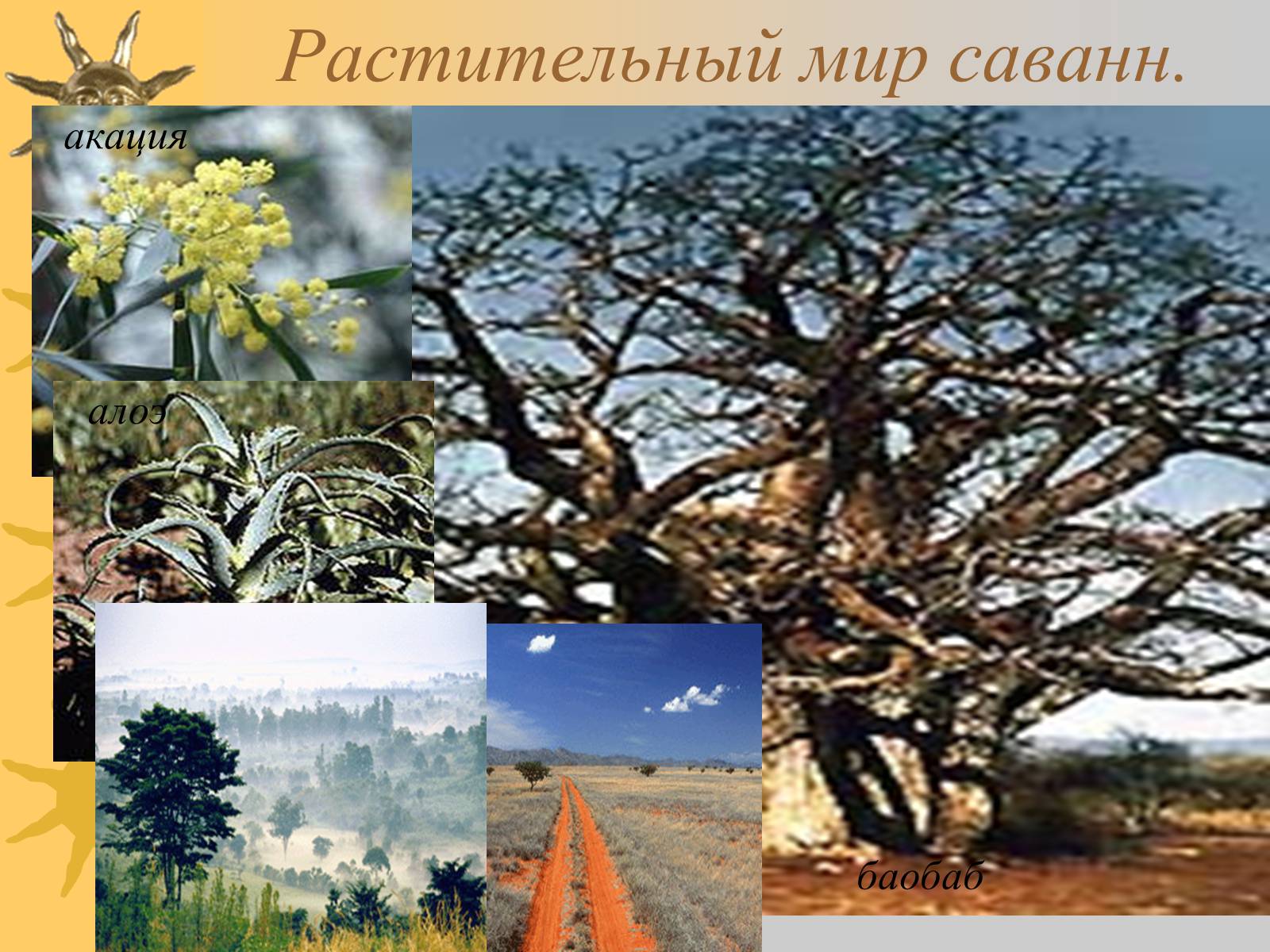 Презентація на тему «Природные зоны Африки» - Слайд #11 Презентація на тему «Природные зоны Африки» - Слайд #11