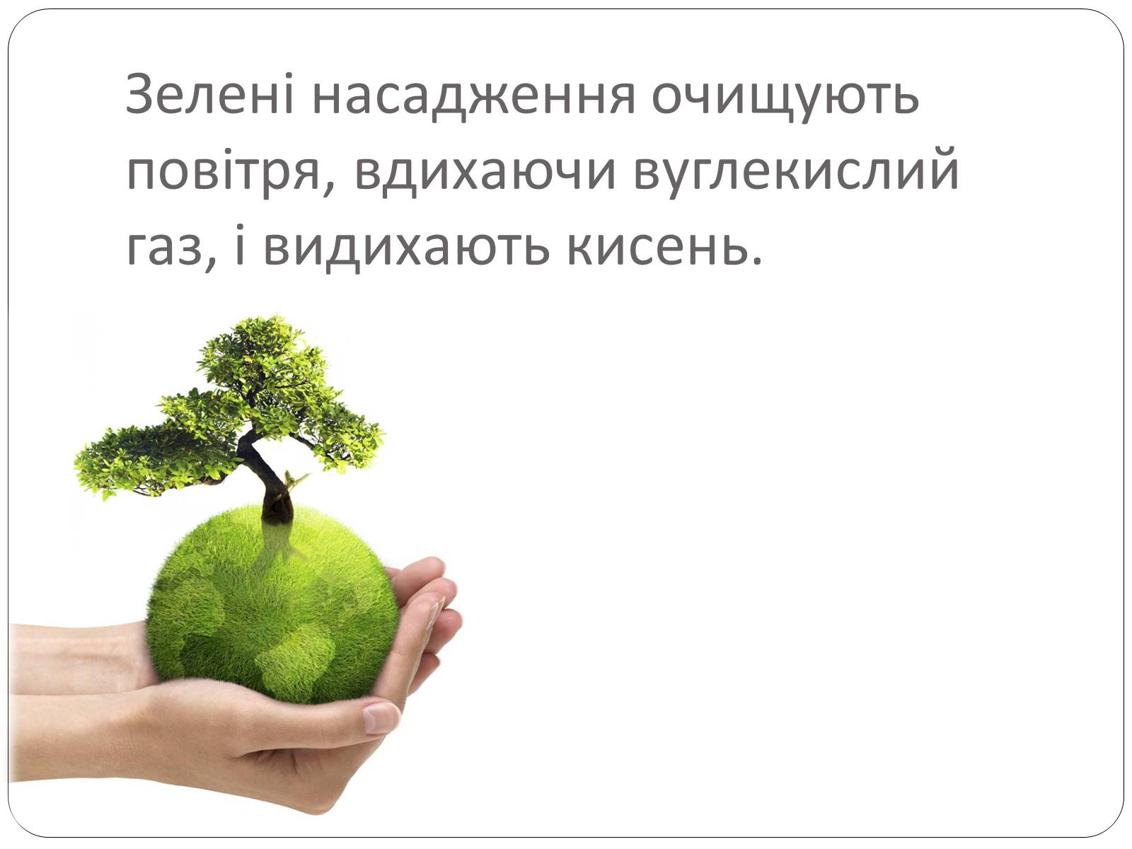Презентація на тему «Вплив зелених насаджень на загазованість міста Броди» - Слайд #14 Презентація на тему «Вплив зелених насаджень на загазованість міста Броди» - Слайд #14