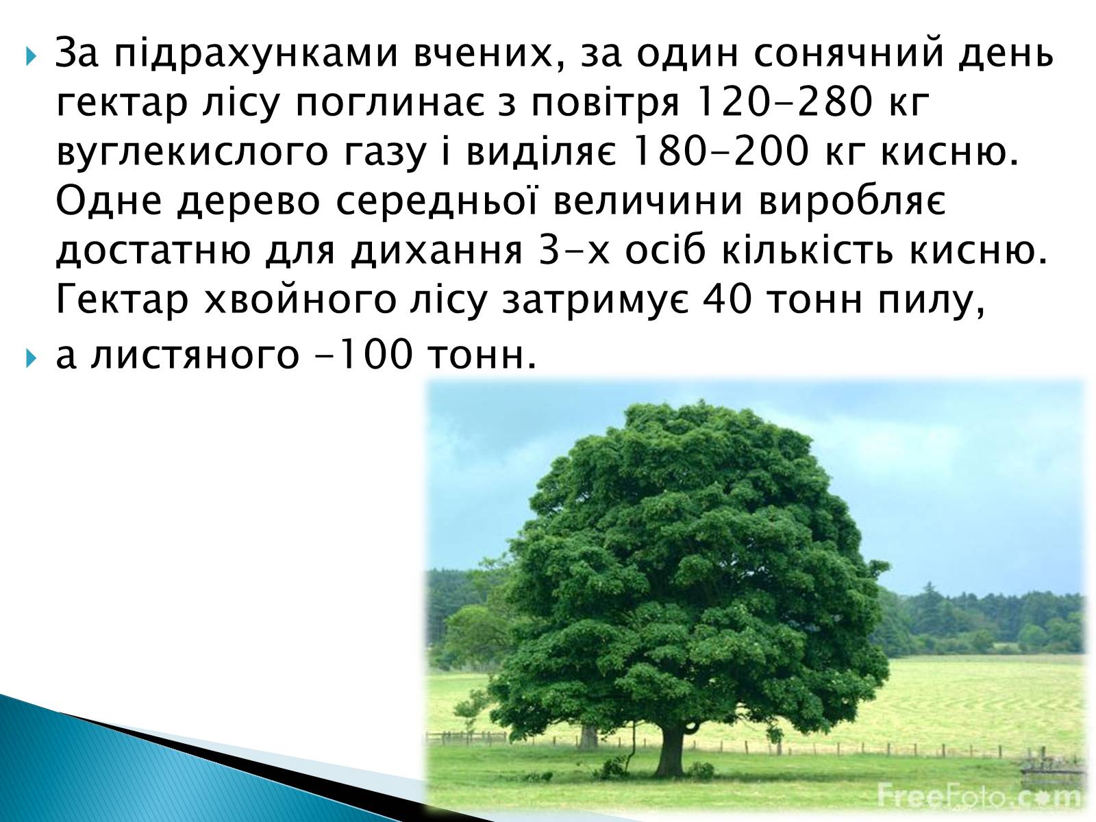 Презентація на тему «Вплив зелених насаджень на загазованість міста Броди» - Слайд #16 Презентація на тему «Вплив зелених насаджень на загазованість міста Броди» - Слайд #16