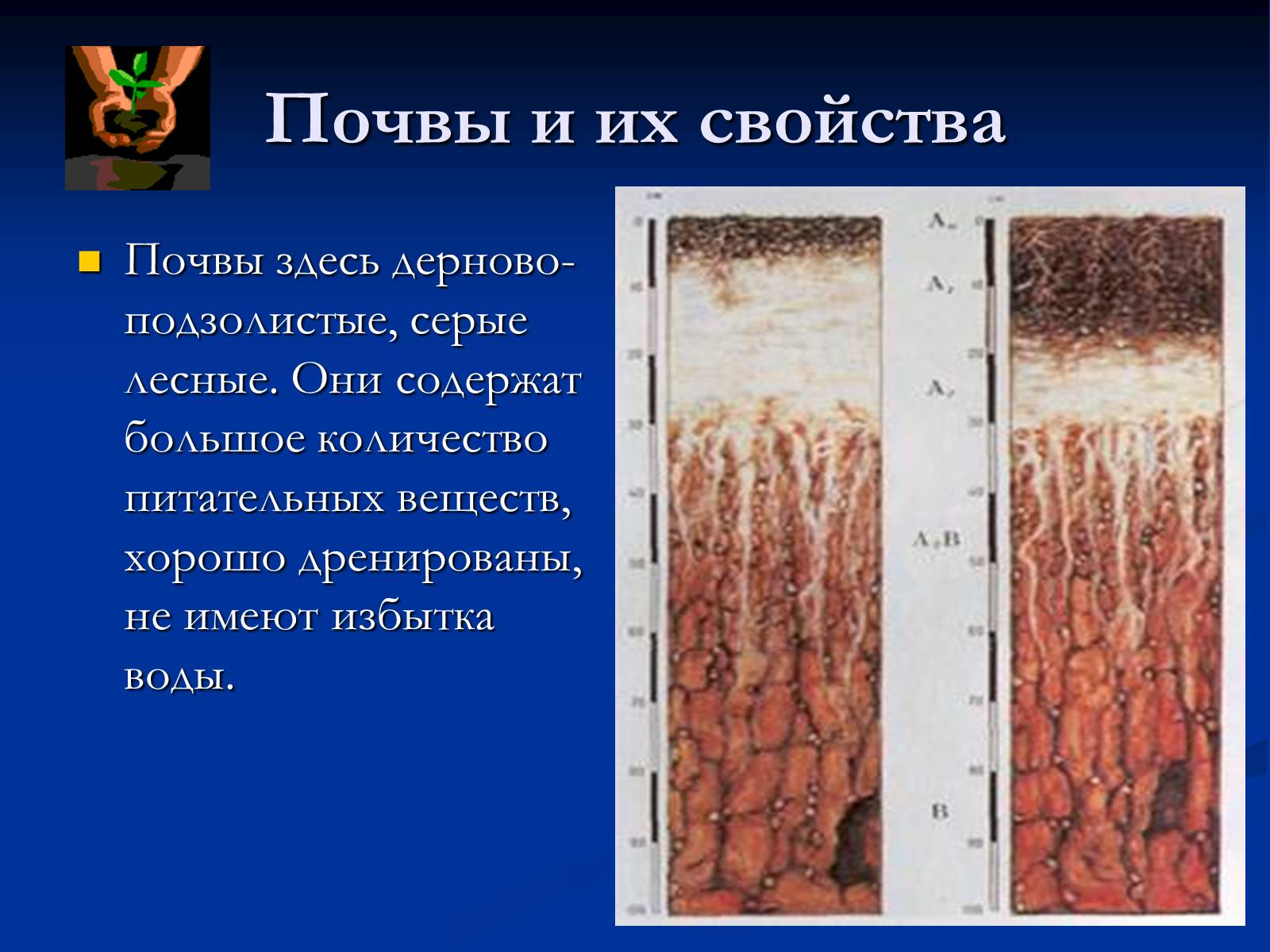 Презентація на тему «Природная зона смешанных и широколиственных лесов» - Слайд #5 Презентація на тему «Природная зона смешанных и широколиственных лесов» - Слайд #5