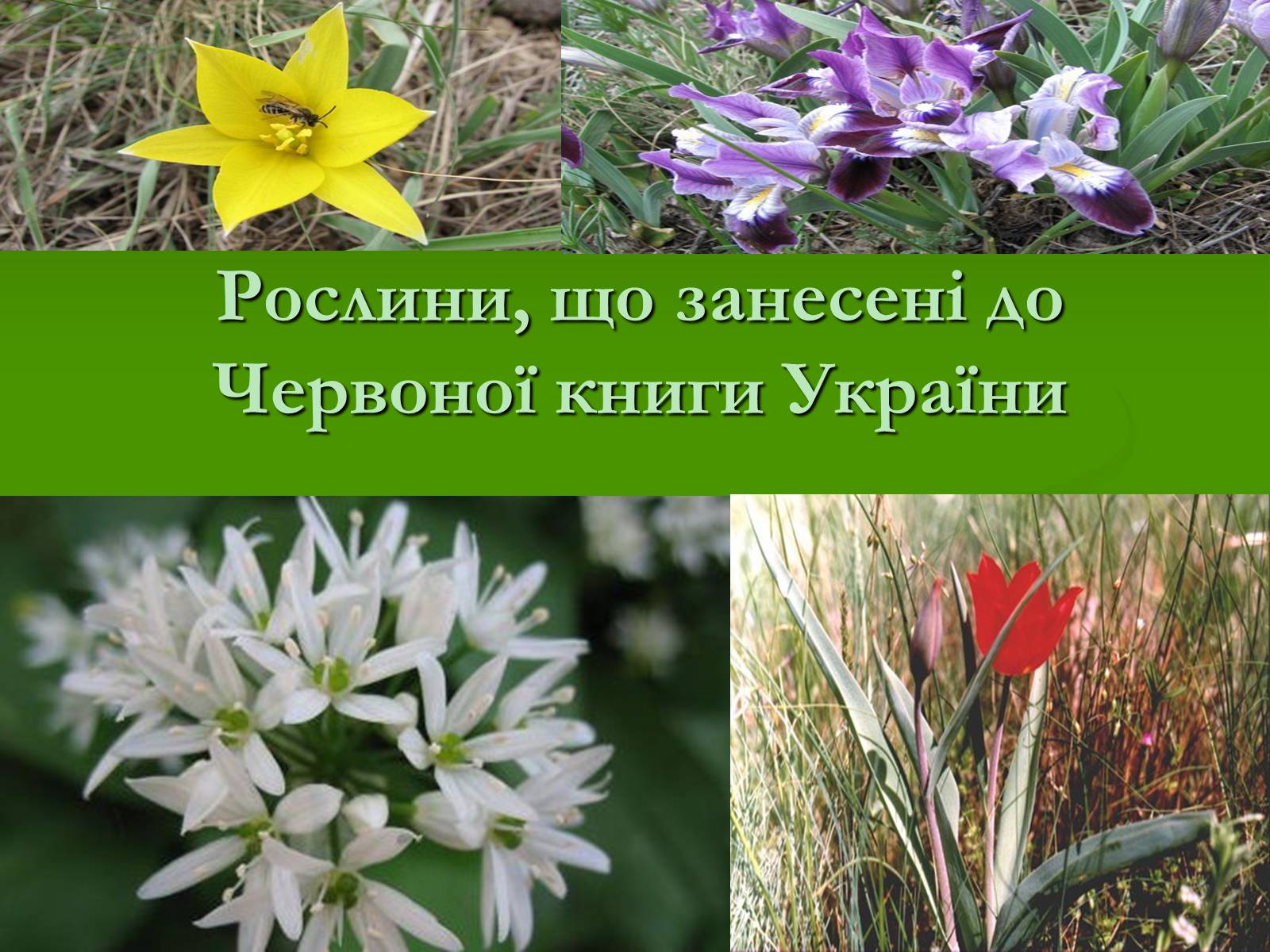 Презентація на тему «Червона книга України» (варіант 2) - Слайд #6 Презентація на тему «Червона книга України» (варіант 2) - Слайд #6