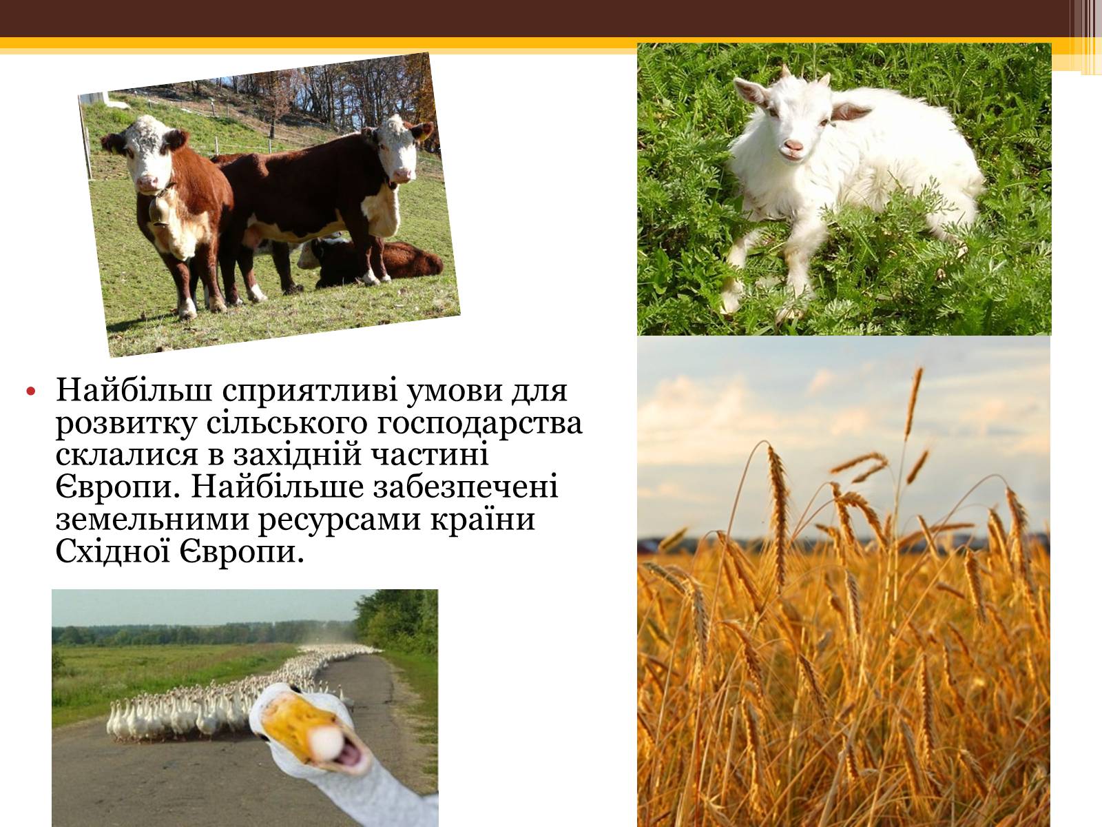 Презентація на тему «Загальна характеристика Європи» (варіант 1) - Слайд #4 Презентація на тему «Загальна характеристика Європи» (варіант 1) - Слайд #4
