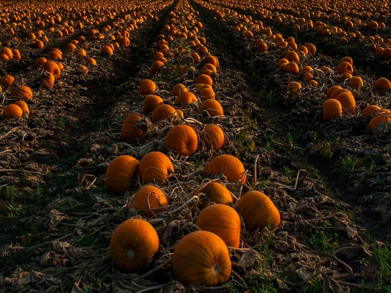 Презентація на тему «Halloween» (варіант 4) - Слайд #13 Презентація на тему «Halloween» (варіант 4) - Слайд #13