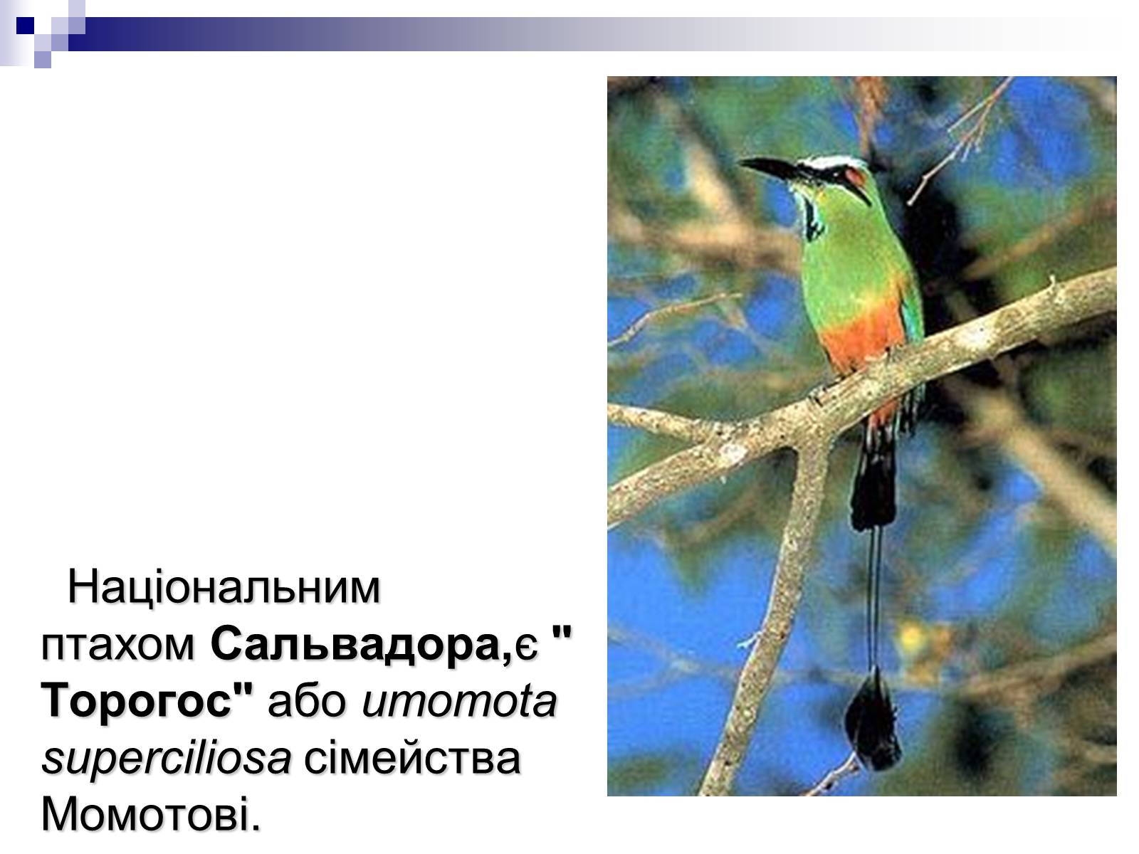 Презентація на тему «Сальвадор» - Слайд #14 Презентація на тему «Сальвадор» - Слайд #14
