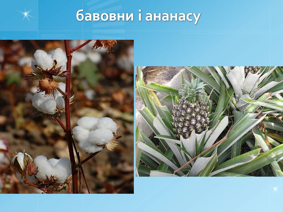 Презентація на тему «Південна Америка» (варіант 4) - Слайд #14 Презентація на тему «Південна Америка» (варіант 4) - Слайд #14