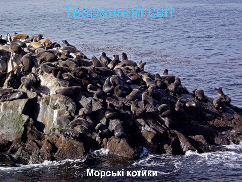 Презентація на тему «Південна Америка» (варіант 4) - Слайд #16 Презентація на тему «Південна Америка» (варіант 4) - Слайд #16