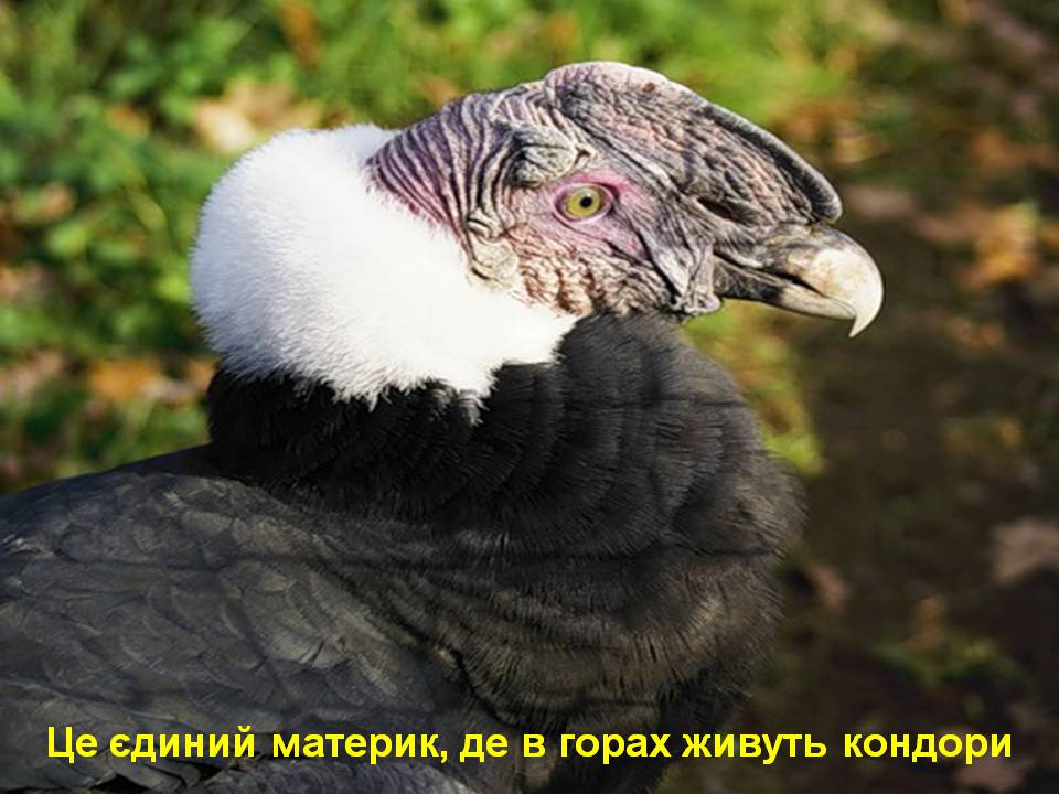 Презентація на тему «Південна Америка» (варіант 4) - Слайд #18 Презентація на тему «Південна Америка» (варіант 4) - Слайд #18