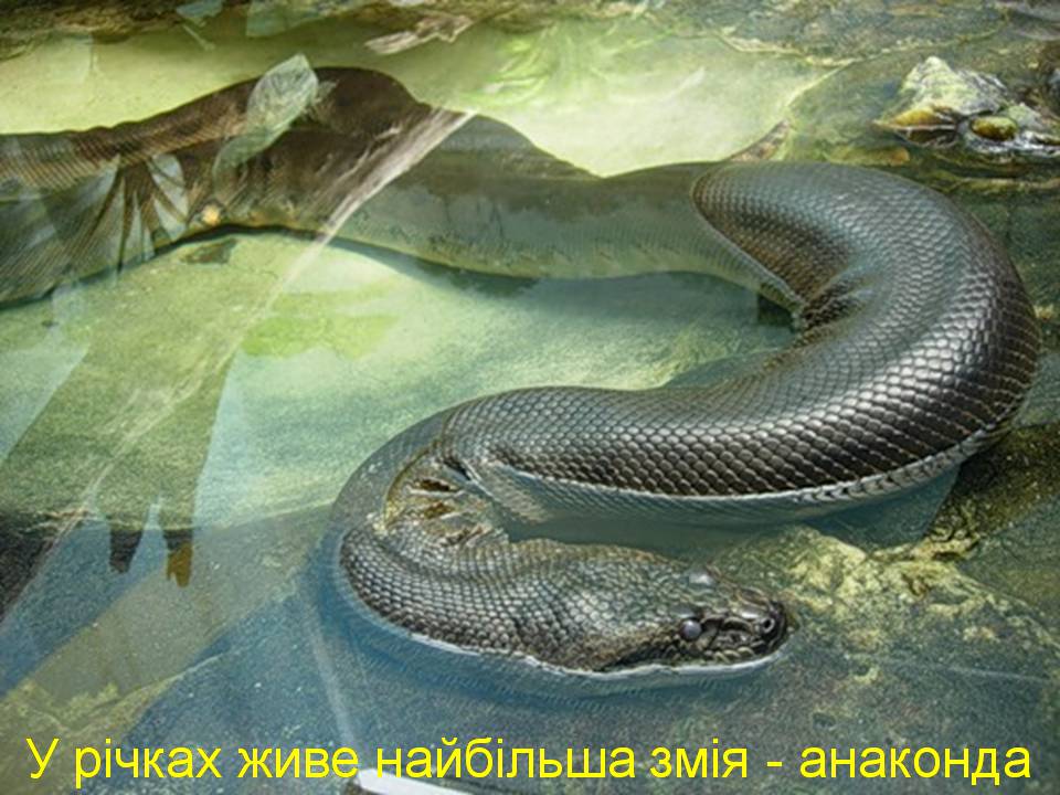 Презентація на тему «Південна Америка» (варіант 4) - Слайд #19 Презентація на тему «Південна Америка» (варіант 4) - Слайд #19