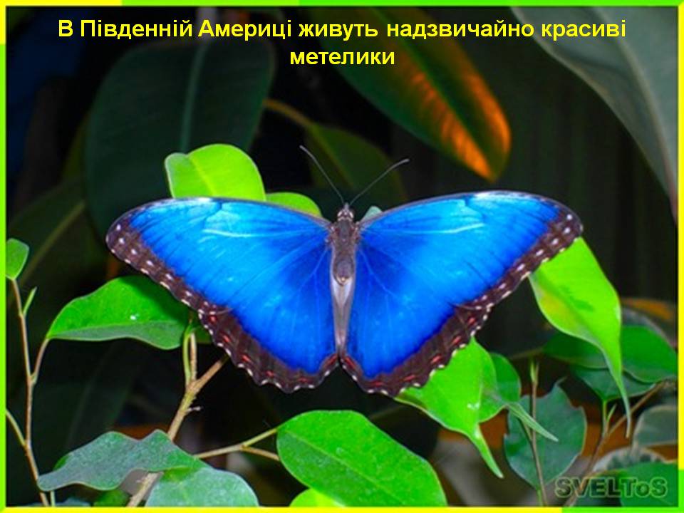 Презентація на тему «Південна Америка» (варіант 4) - Слайд #20 Презентація на тему «Південна Америка» (варіант 4) - Слайд #20