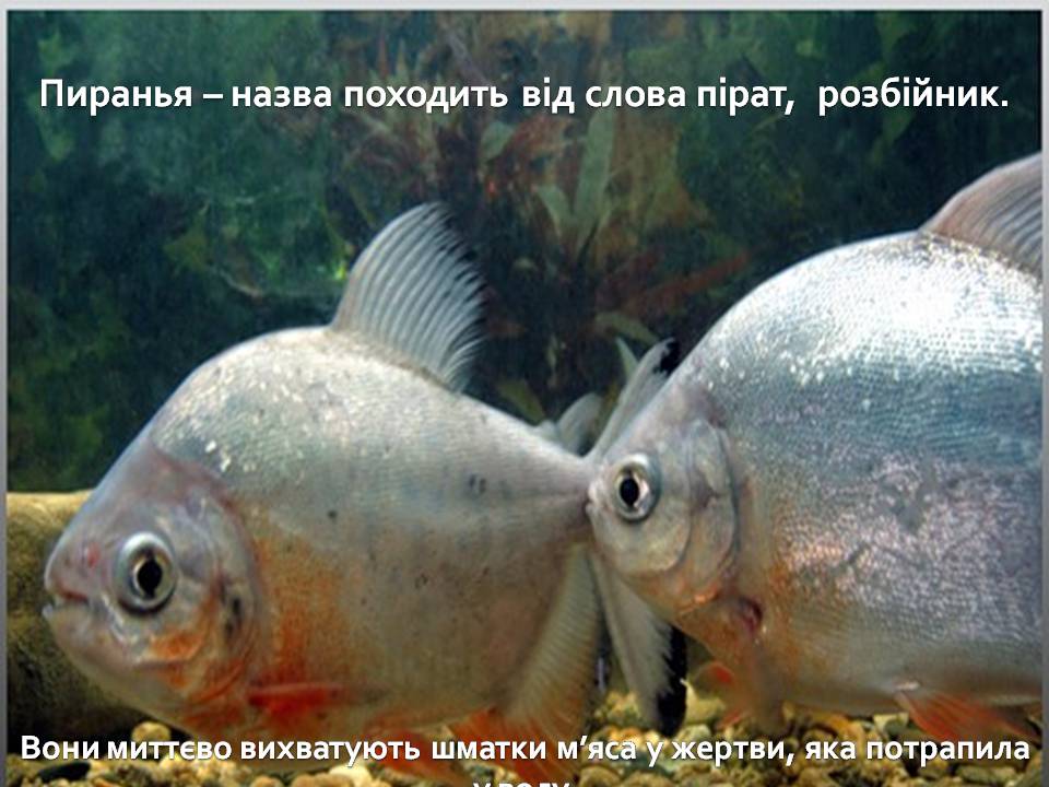 Презентація на тему «Південна Америка» (варіант 4) - Слайд #22 Презентація на тему «Південна Америка» (варіант 4) - Слайд #22
