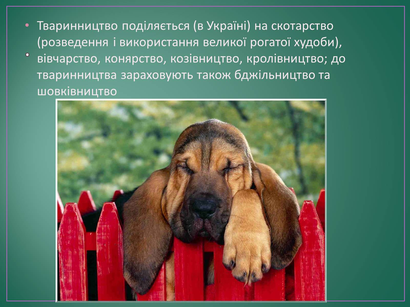 Презентація на тему «Тваринництво» (варіант 4) - Слайд #3 Презентація на тему «Тваринництво» (варіант 4) - Слайд #3