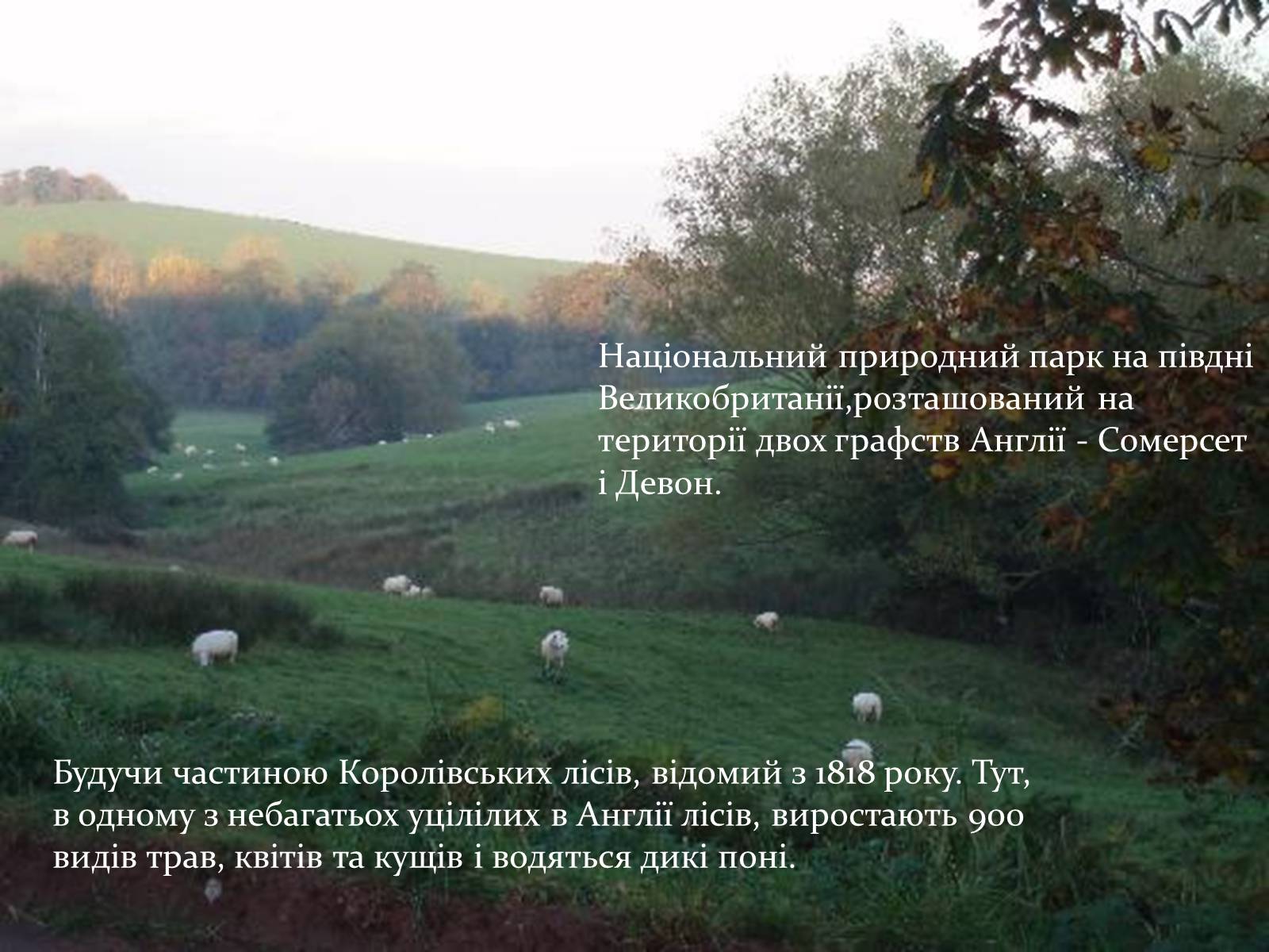 Презентація на тему «Природні парки Великої Британії» (варіант 1) - Слайд #10 Презентація на тему «Природні парки Великої Британії» (варіант 1) - Слайд #10