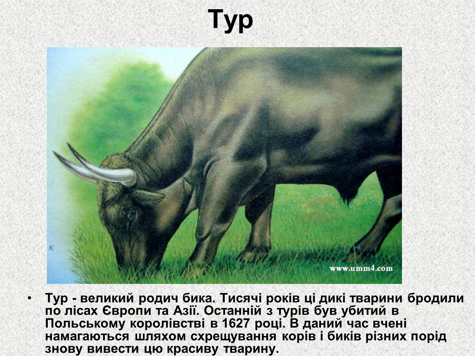 Презентація на тему «Вимерлі тварини» - Слайд #3 Презентація на тему «Вимерлі тварини» - Слайд #3