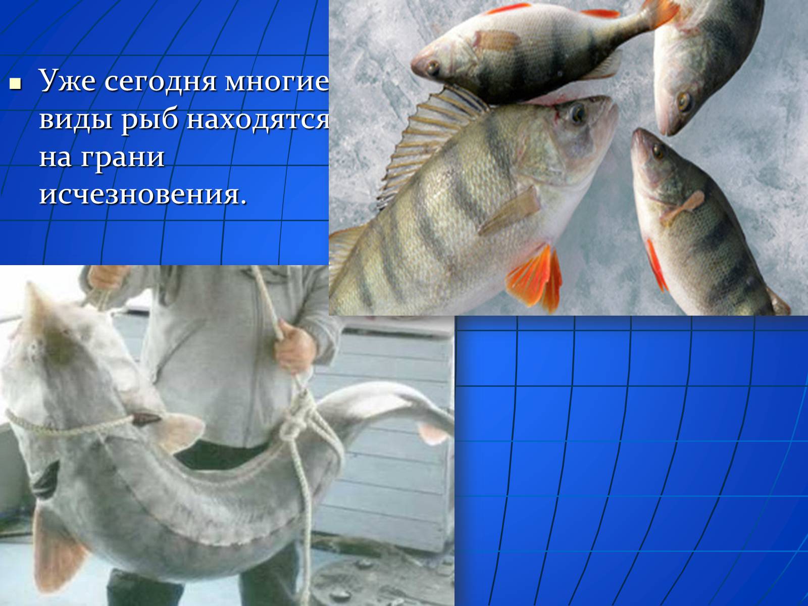 Презентація на тему «Глобальные экологические проблемы» (варіант 2) - Слайд #24 Презентація на тему «Глобальные экологические проблемы» (варіант 2) - Слайд #24