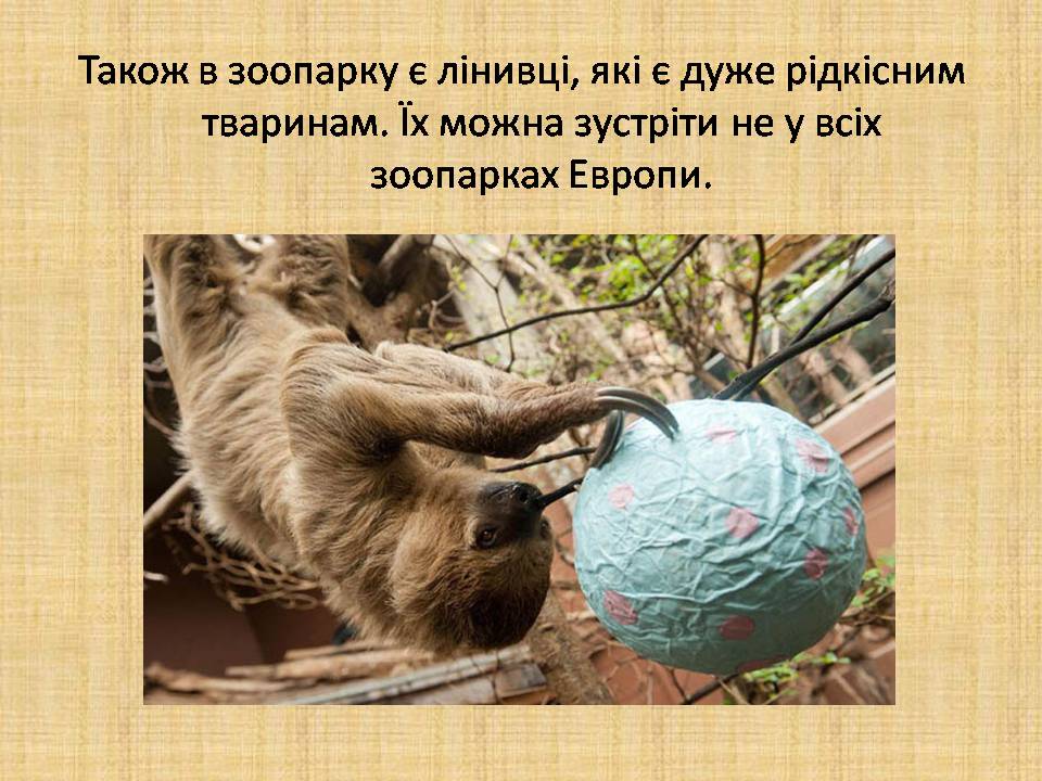Презентація на тему «Лондонський зоопарк» - Слайд #10 Презентація на тему «Лондонський зоопарк» - Слайд #10