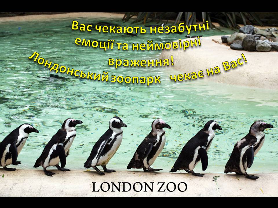 Презентація на тему «Лондонський зоопарк» - Слайд #13 Презентація на тему «Лондонський зоопарк» - Слайд #13