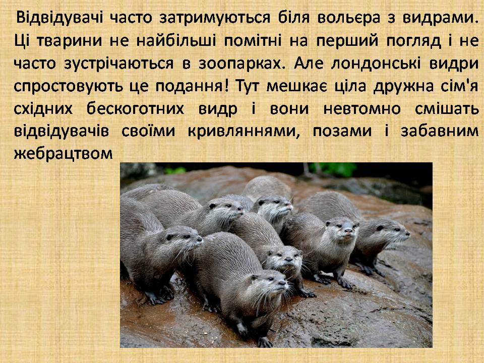 Презентація на тему «Лондонський зоопарк» - Слайд #6 Презентація на тему «Лондонський зоопарк» - Слайд #6