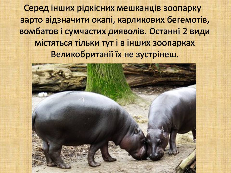 Презентація на тему «Лондонський зоопарк» - Слайд #7 Презентація на тему «Лондонський зоопарк» - Слайд #7