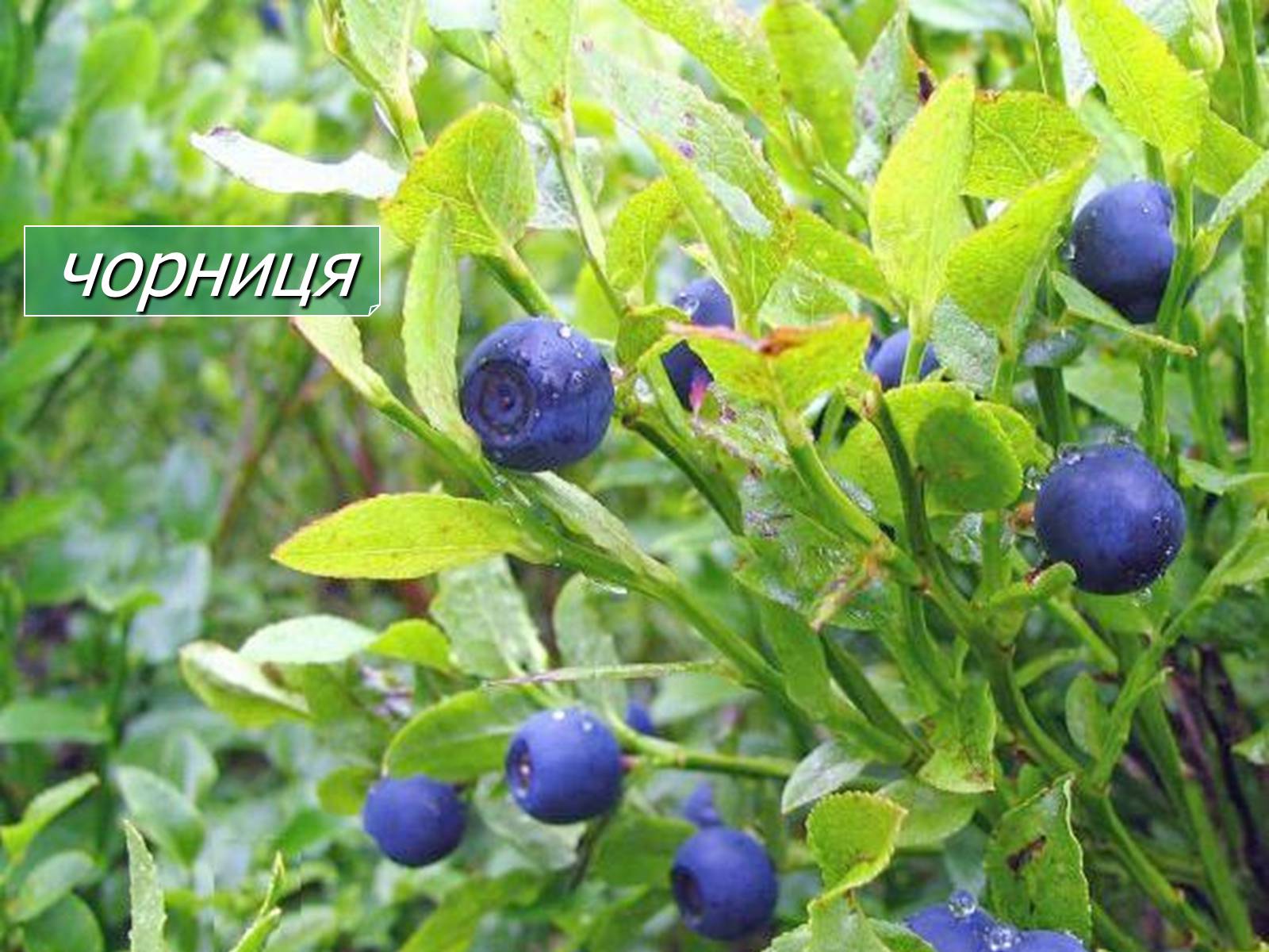 Презентація на тему «Болото» - Слайд #11 Презентація на тему «Болото» - Слайд #11
