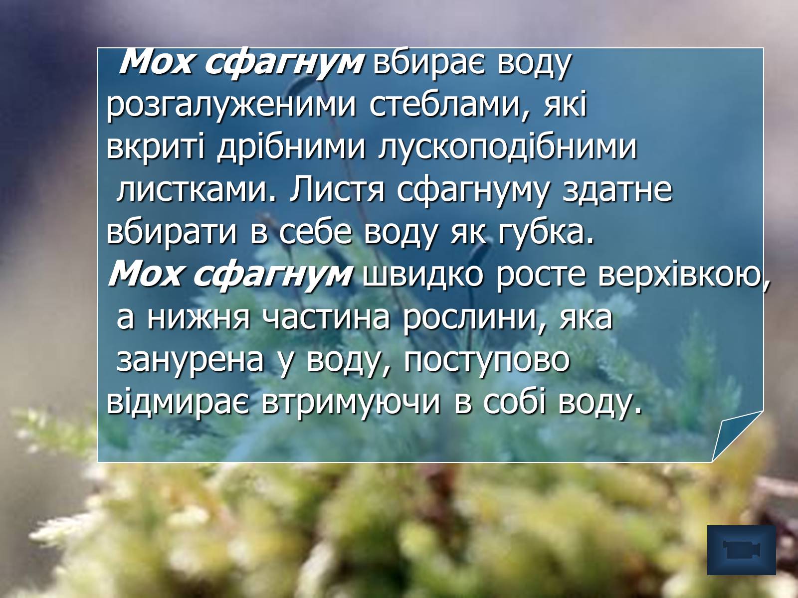 Презентація на тему «Болото» - Слайд #14 Презентація на тему «Болото» - Слайд #14