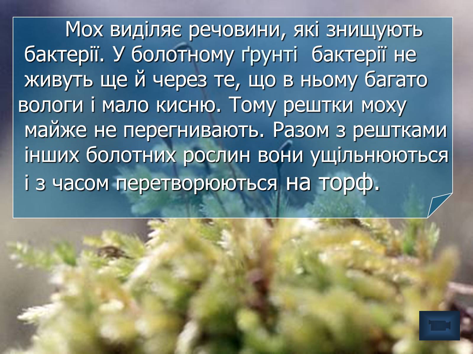 Презентація на тему «Болото» - Слайд #15 Презентація на тему «Болото» - Слайд #15