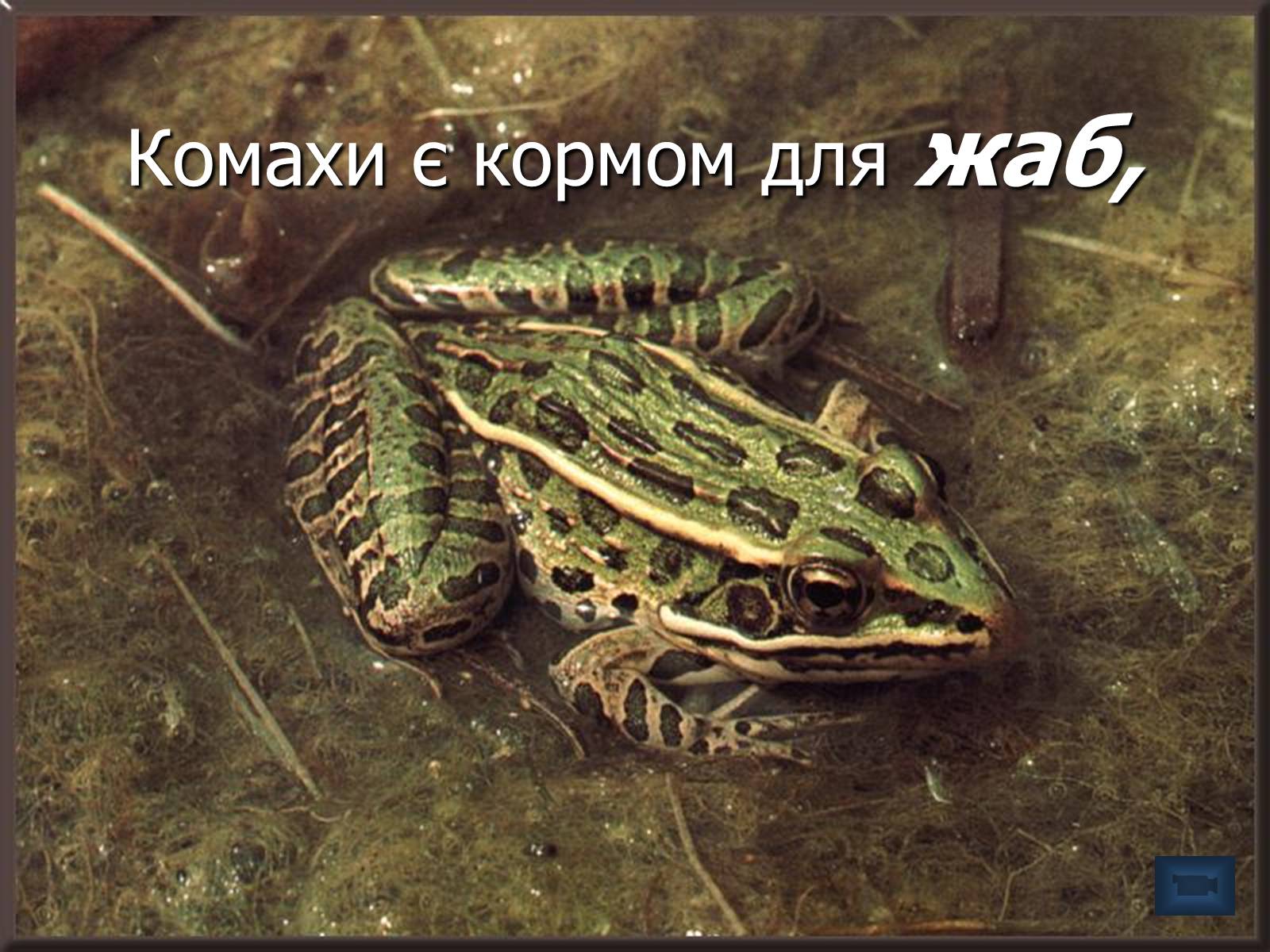 Презентація на тему «Болото» - Слайд #18 Презентація на тему «Болото» - Слайд #18