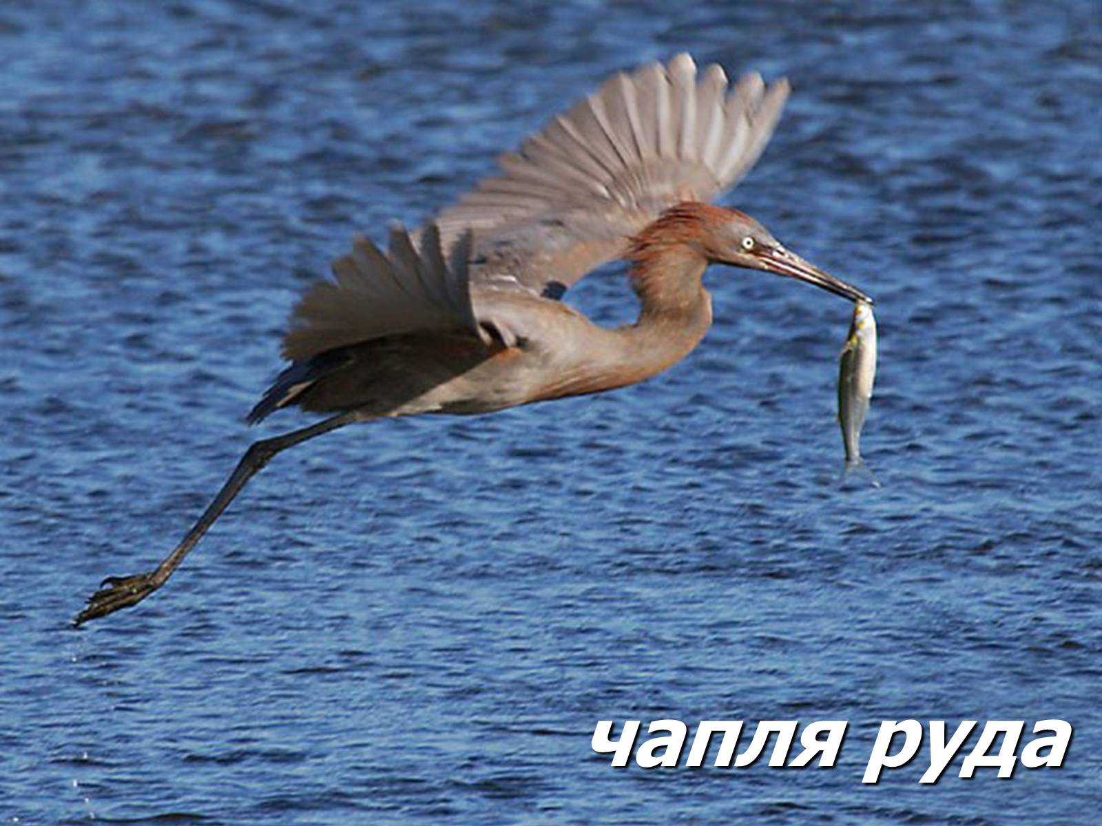 Презентація на тему «Болото» - Слайд #24 Презентація на тему «Болото» - Слайд #24