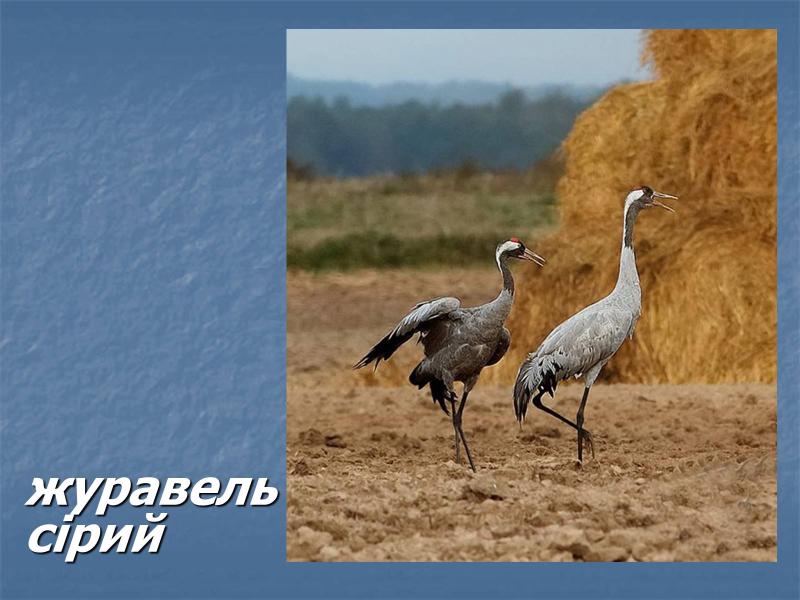 Презентація на тему «Болото» - Слайд #27 Презентація на тему «Болото» - Слайд #27