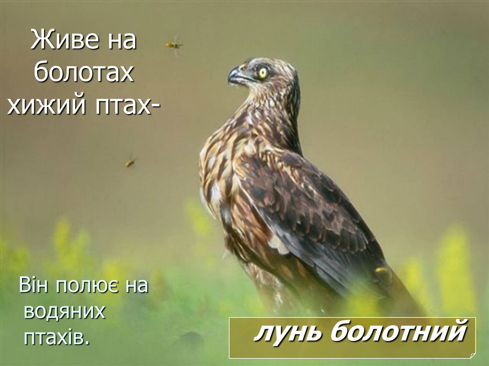 Презентація на тему «Болото» - Слайд #28 Презентація на тему «Болото» - Слайд #28