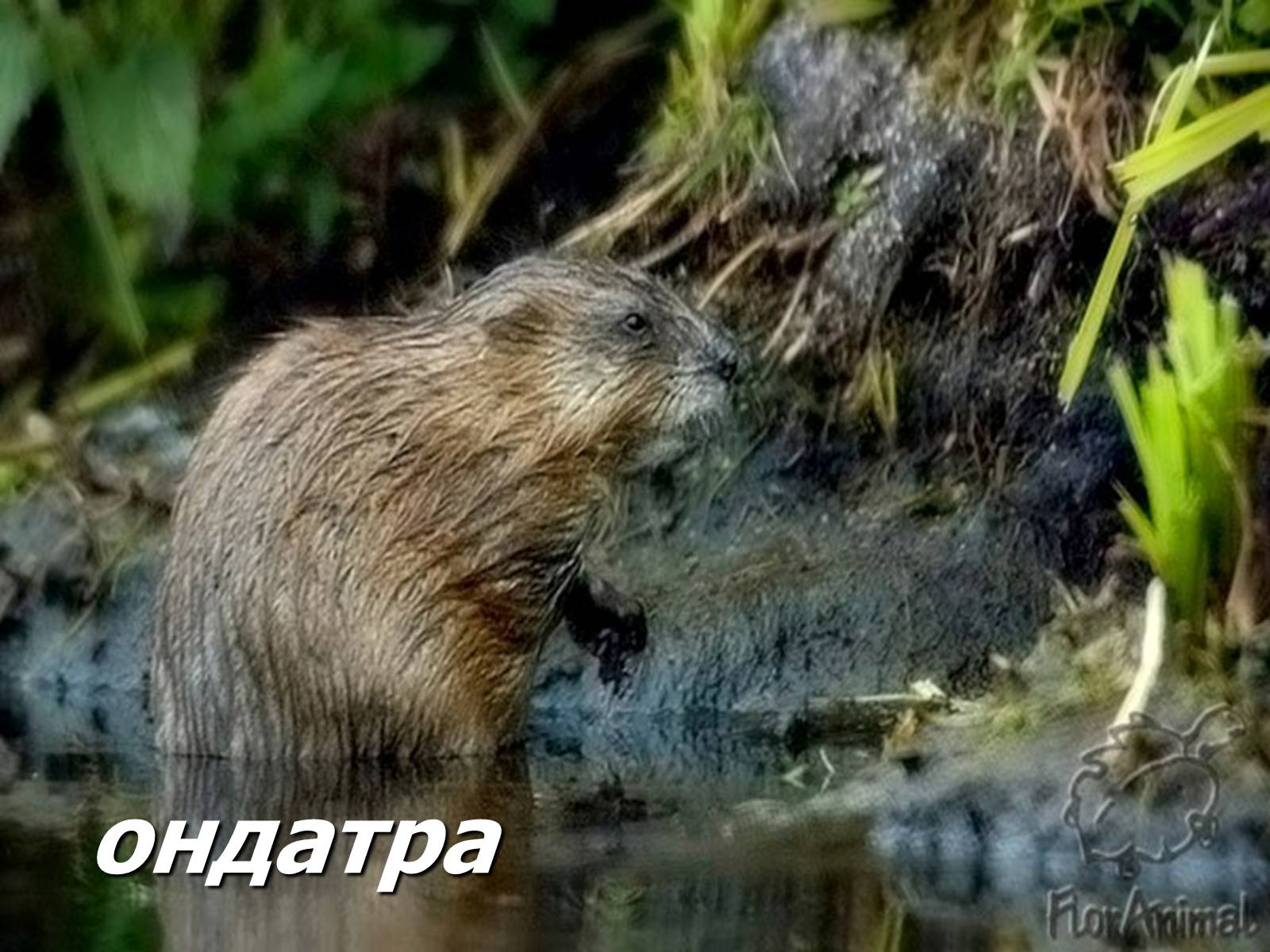Презентація на тему «Болото» - Слайд #30 Презентація на тему «Болото» - Слайд #30
