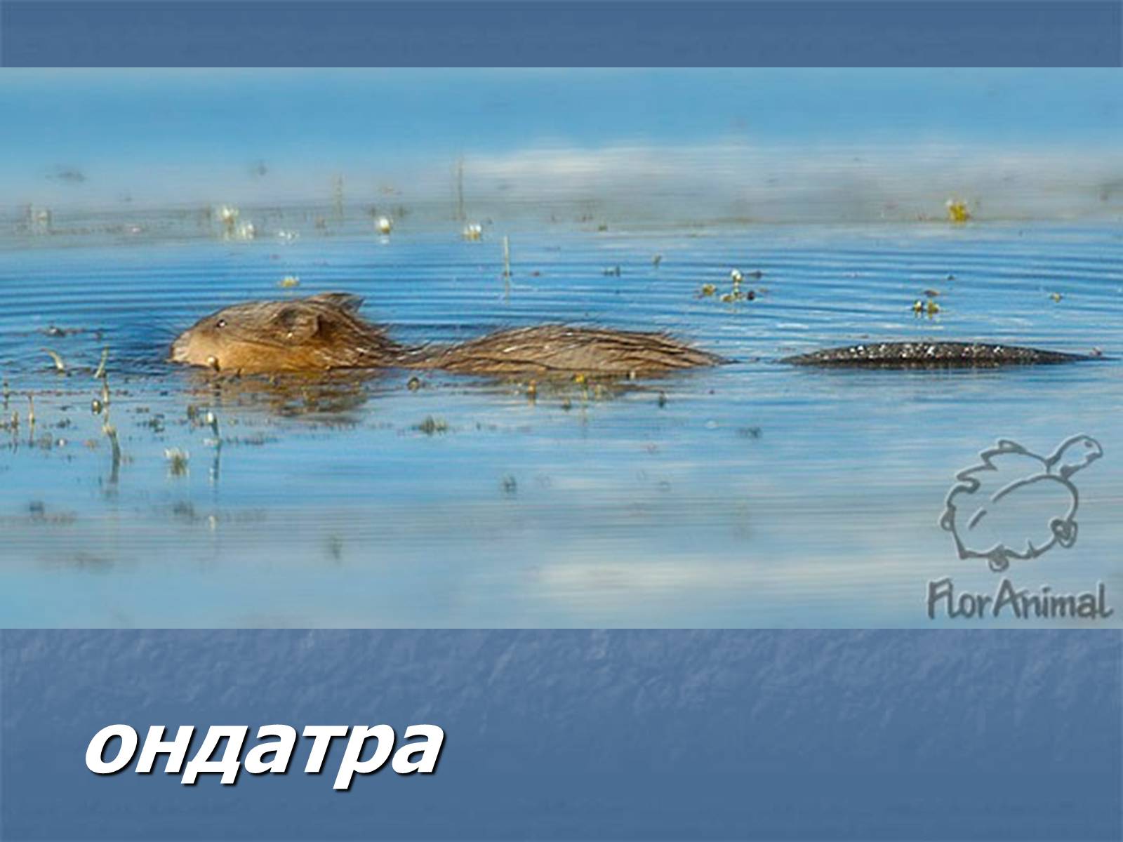 Презентація на тему «Болото» - Слайд #31 Презентація на тему «Болото» - Слайд #31
