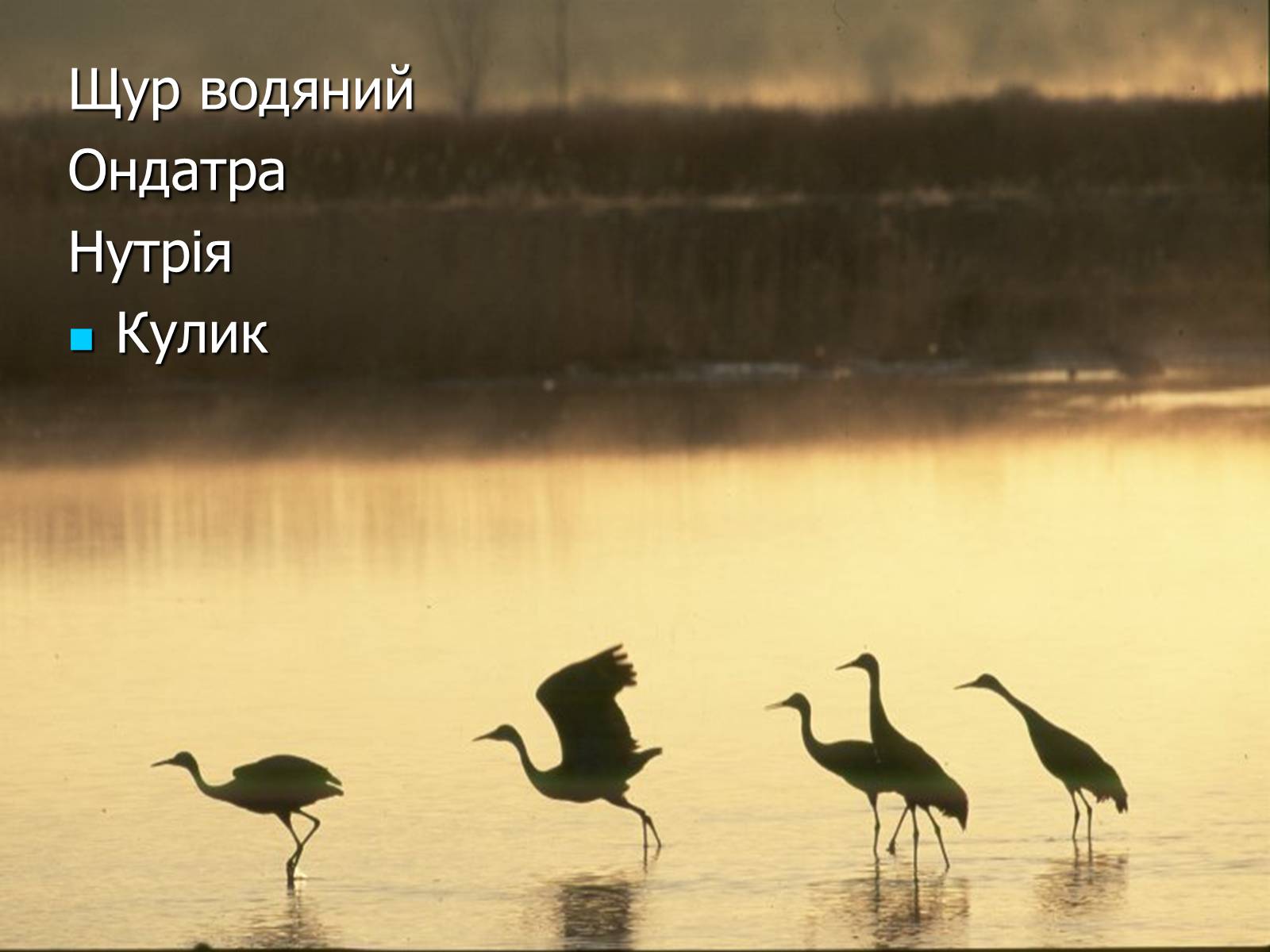 Презентація на тему «Болото» - Слайд #42 Презентація на тему «Болото» - Слайд #42