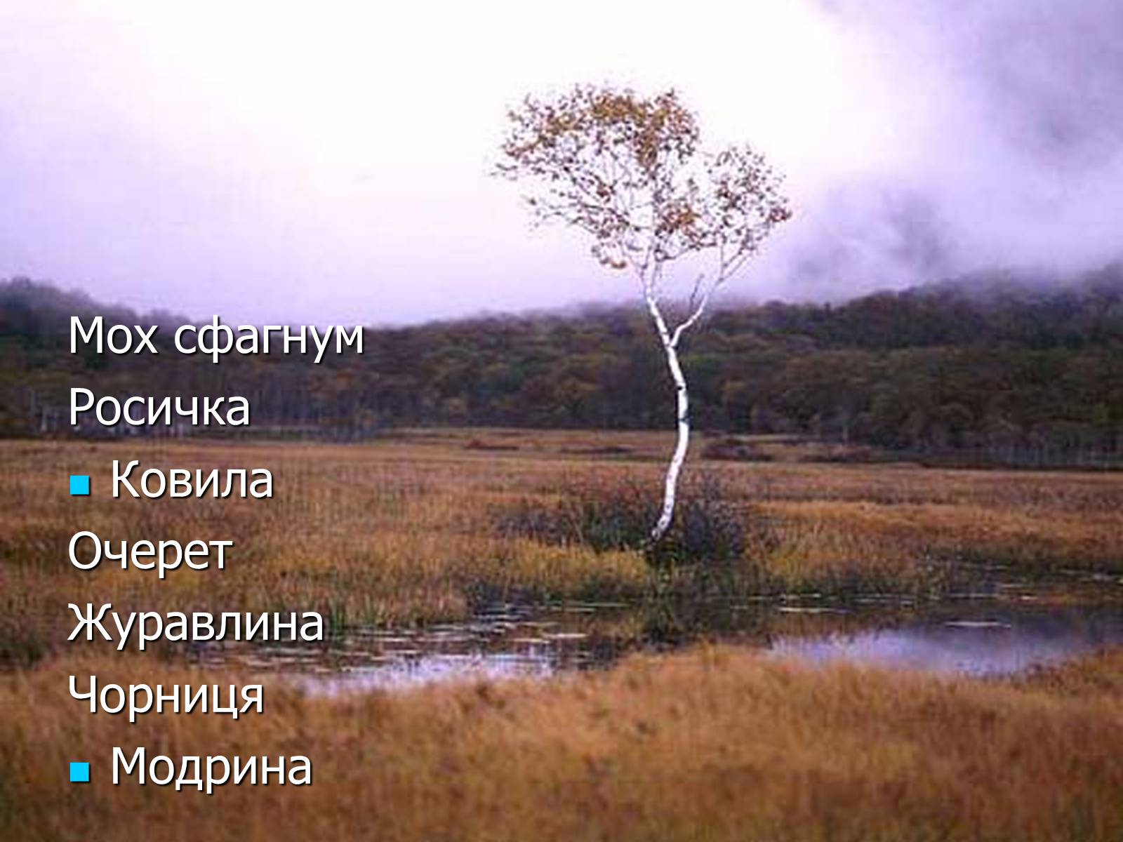 Презентація на тему «Болото» - Слайд #44 Презентація на тему «Болото» - Слайд #44