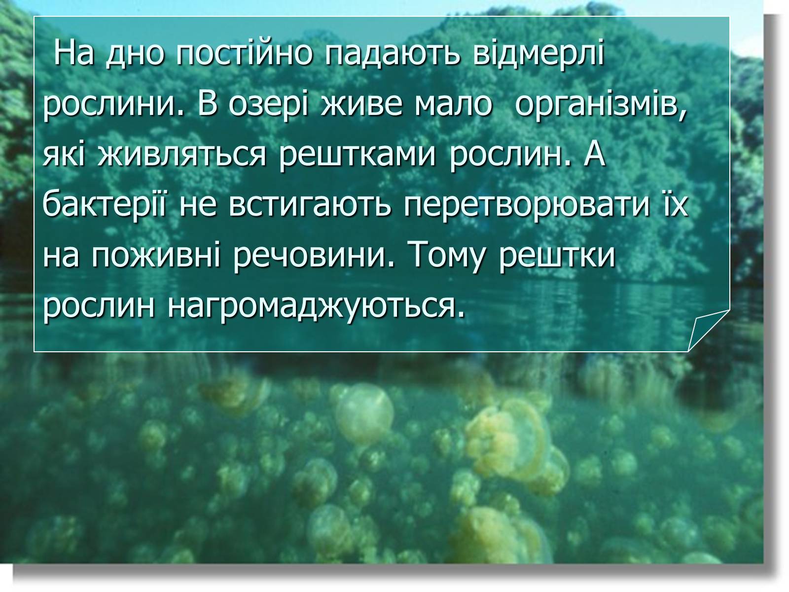 Презентація на тему «Болото» - Слайд #5 Презентація на тему «Болото» - Слайд #5