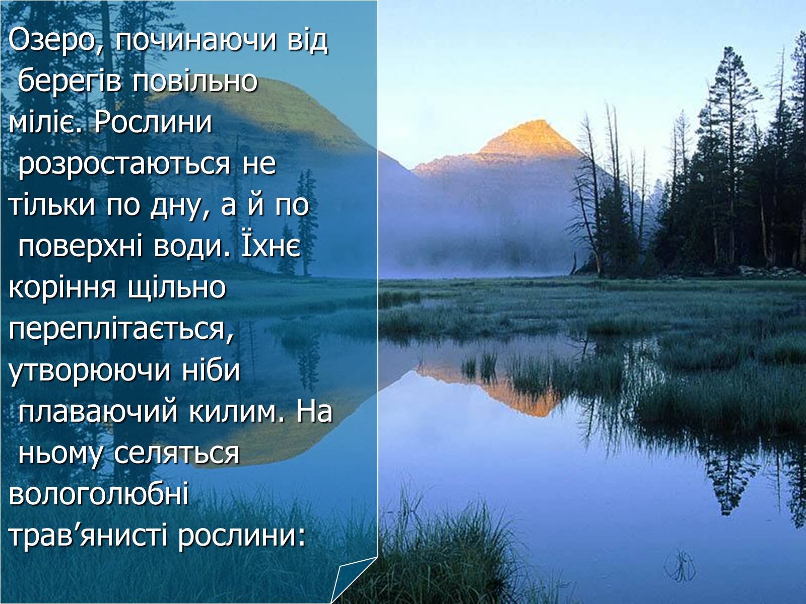 Презентація на тему «Болото» - Слайд #6 Презентація на тему «Болото» - Слайд #6