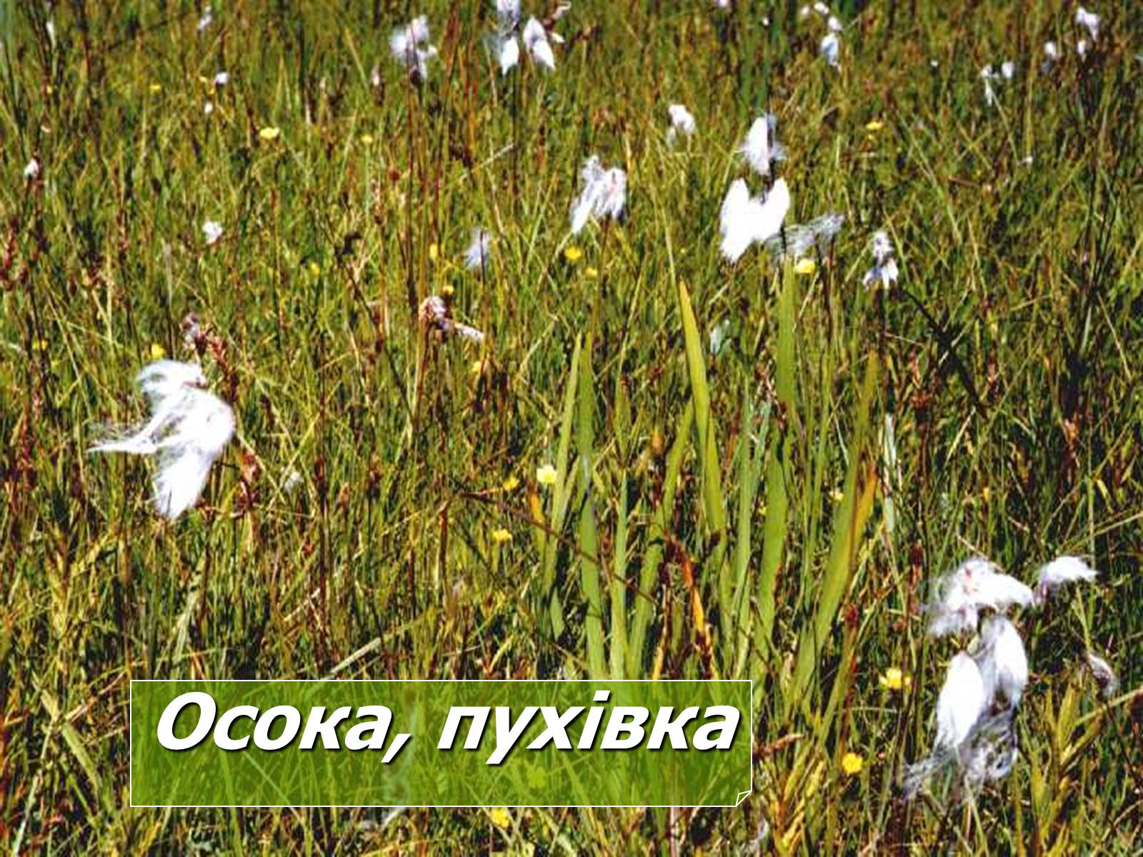 Презентація на тему «Болото» - Слайд #9 Презентація на тему «Болото» - Слайд #9