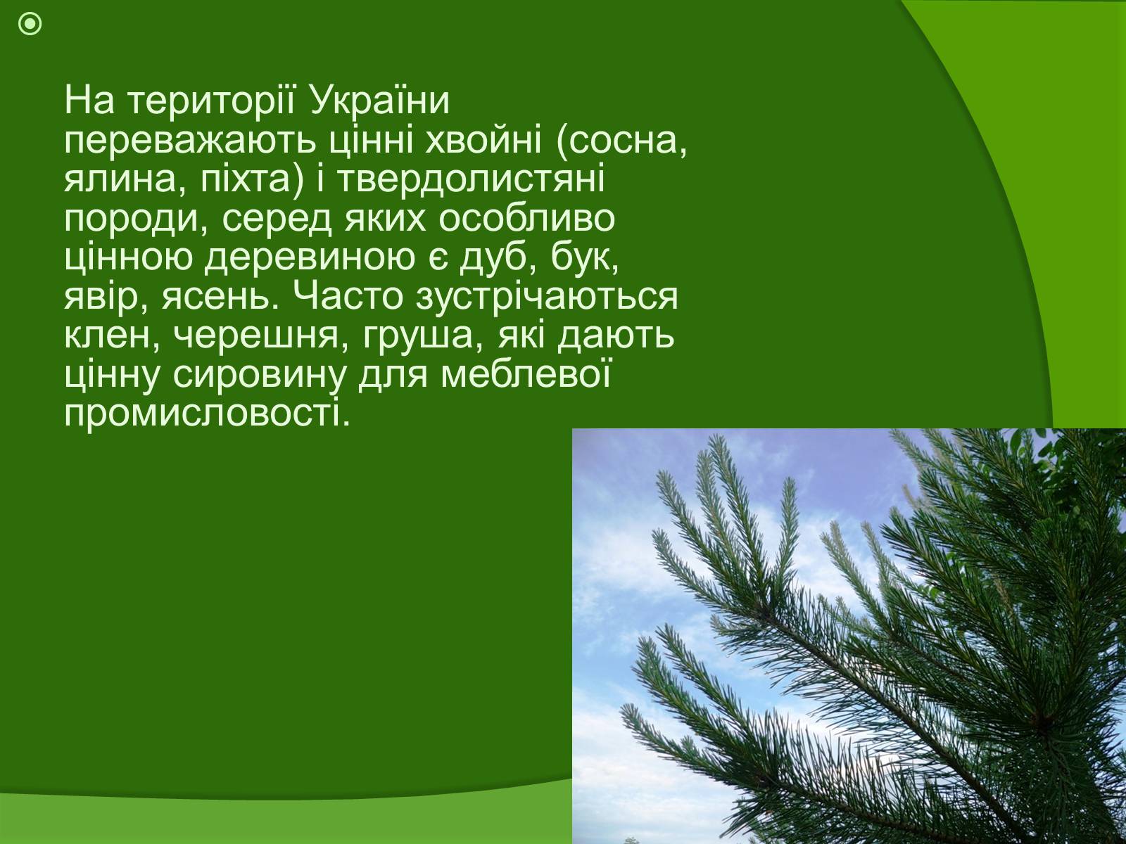 Презентація на тему «Лісові ресурси» (варіант 1) - Слайд #11 Презентація на тему «Лісові ресурси» (варіант 1) - Слайд #11
