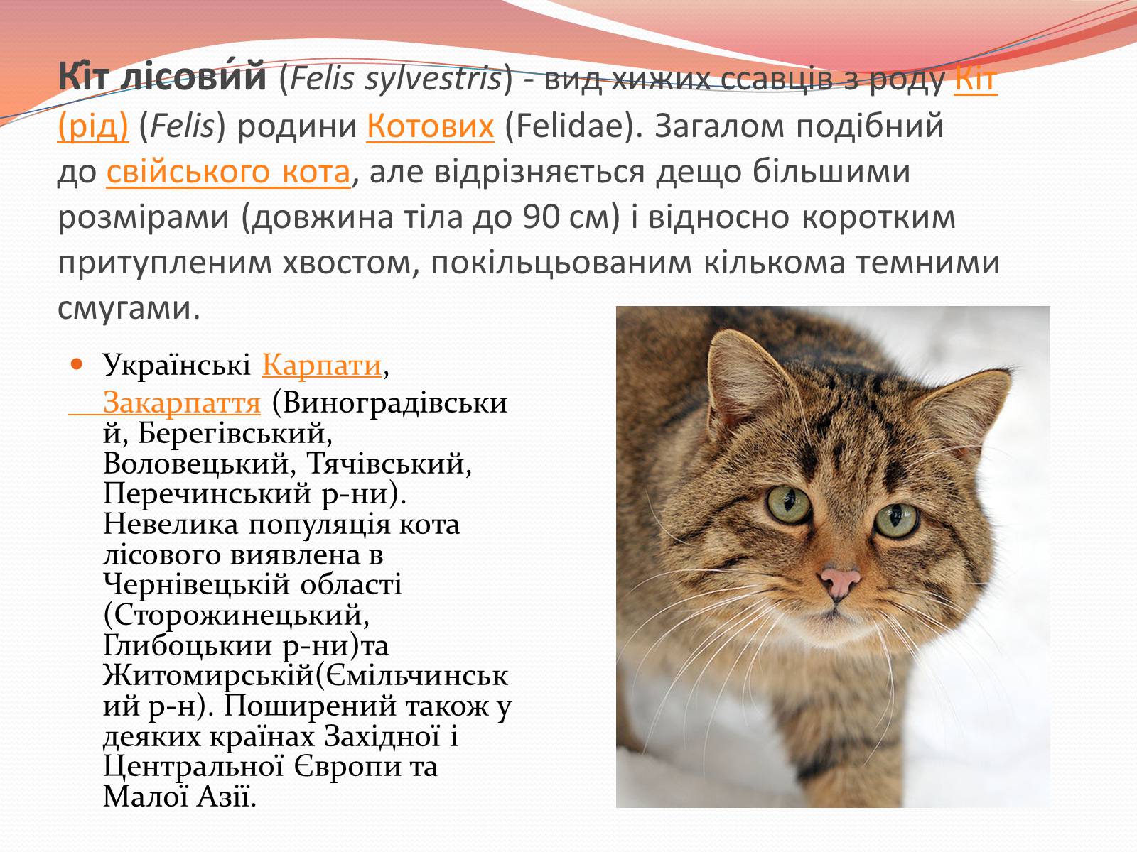 Презентація на тему «Червона книга України» (варіант 10) - Слайд #13 Презентація на тему «Червона книга України» (варіант 10) - Слайд #13