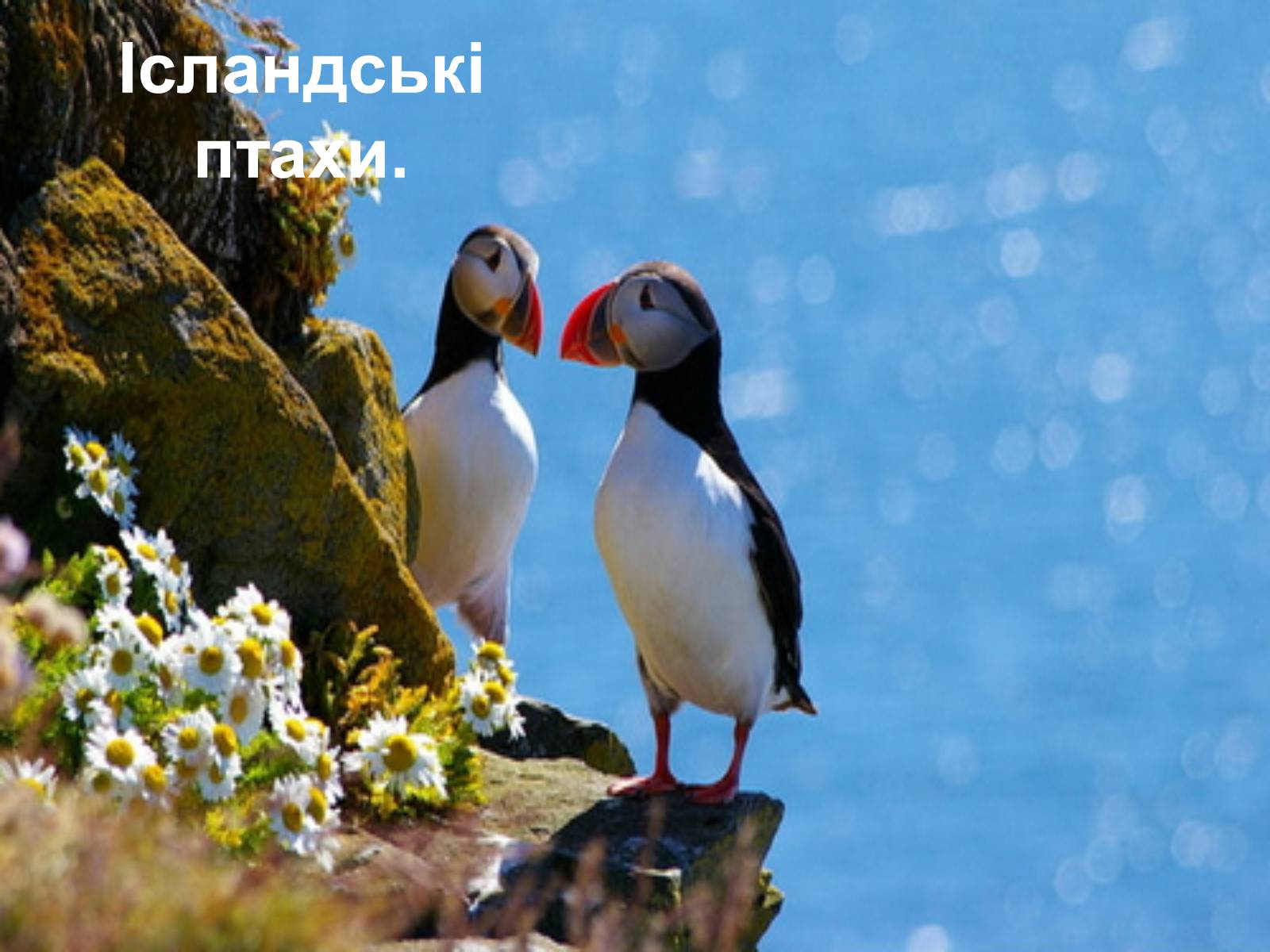 Презентація на тему «Ісландія» (варіант 1) - Слайд #10 Презентація на тему «Ісландія» (варіант 1) - Слайд #10
