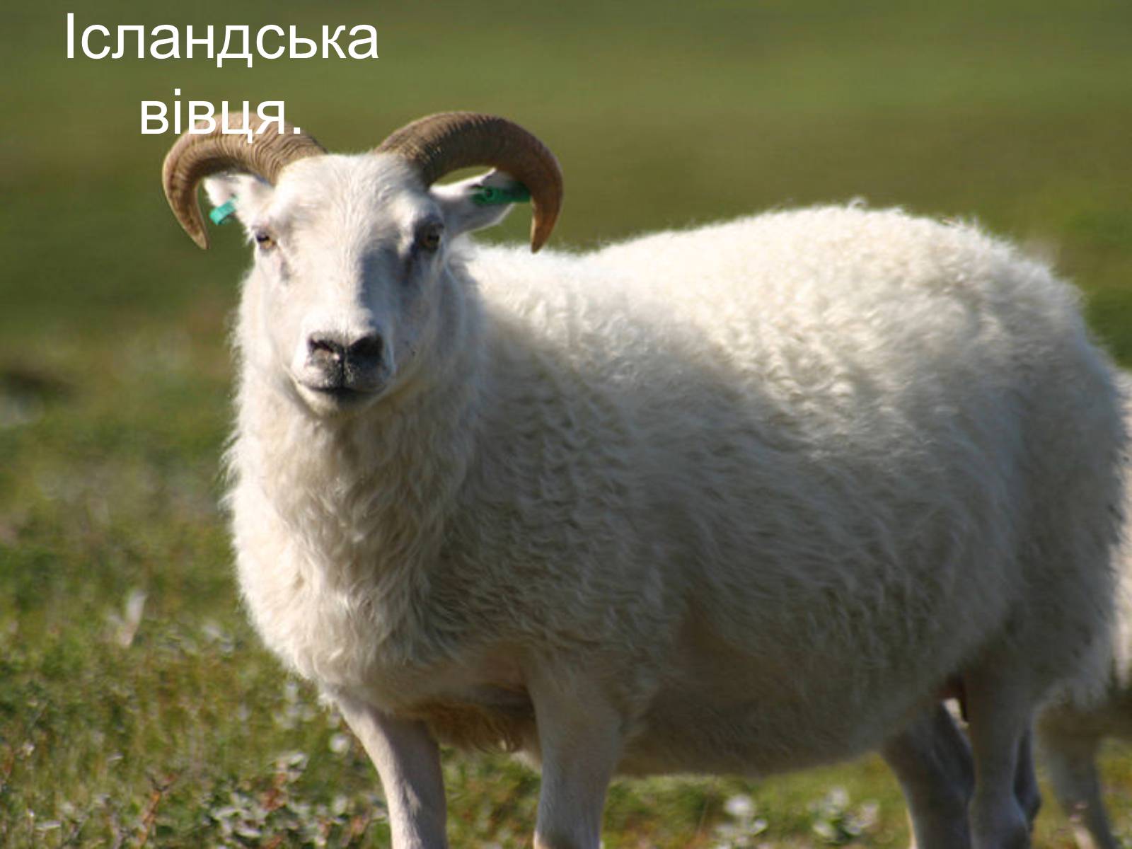 Презентація на тему «Ісландія» (варіант 1) - Слайд #9 Презентація на тему «Ісландія» (варіант 1) - Слайд #9