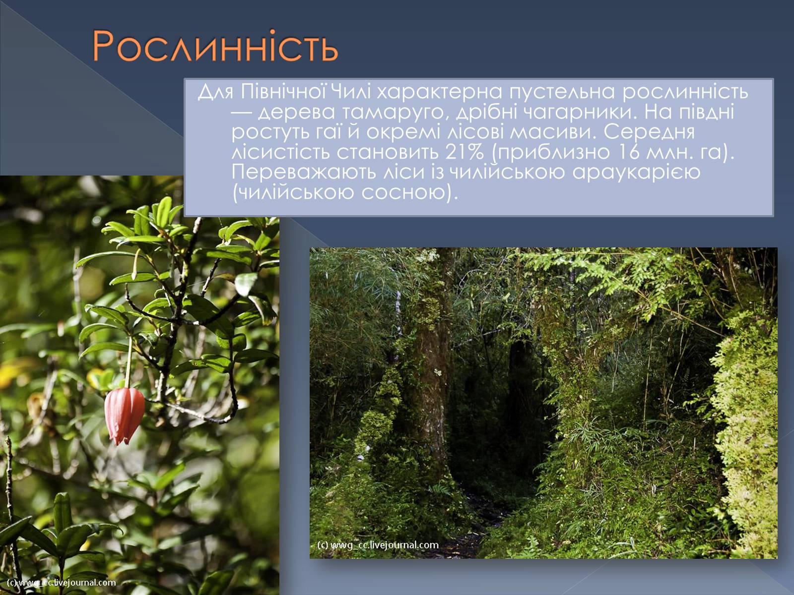 Презентація на тему «Республіка Чилі» - Слайд #10 Презентація на тему «Республіка Чилі» - Слайд #10