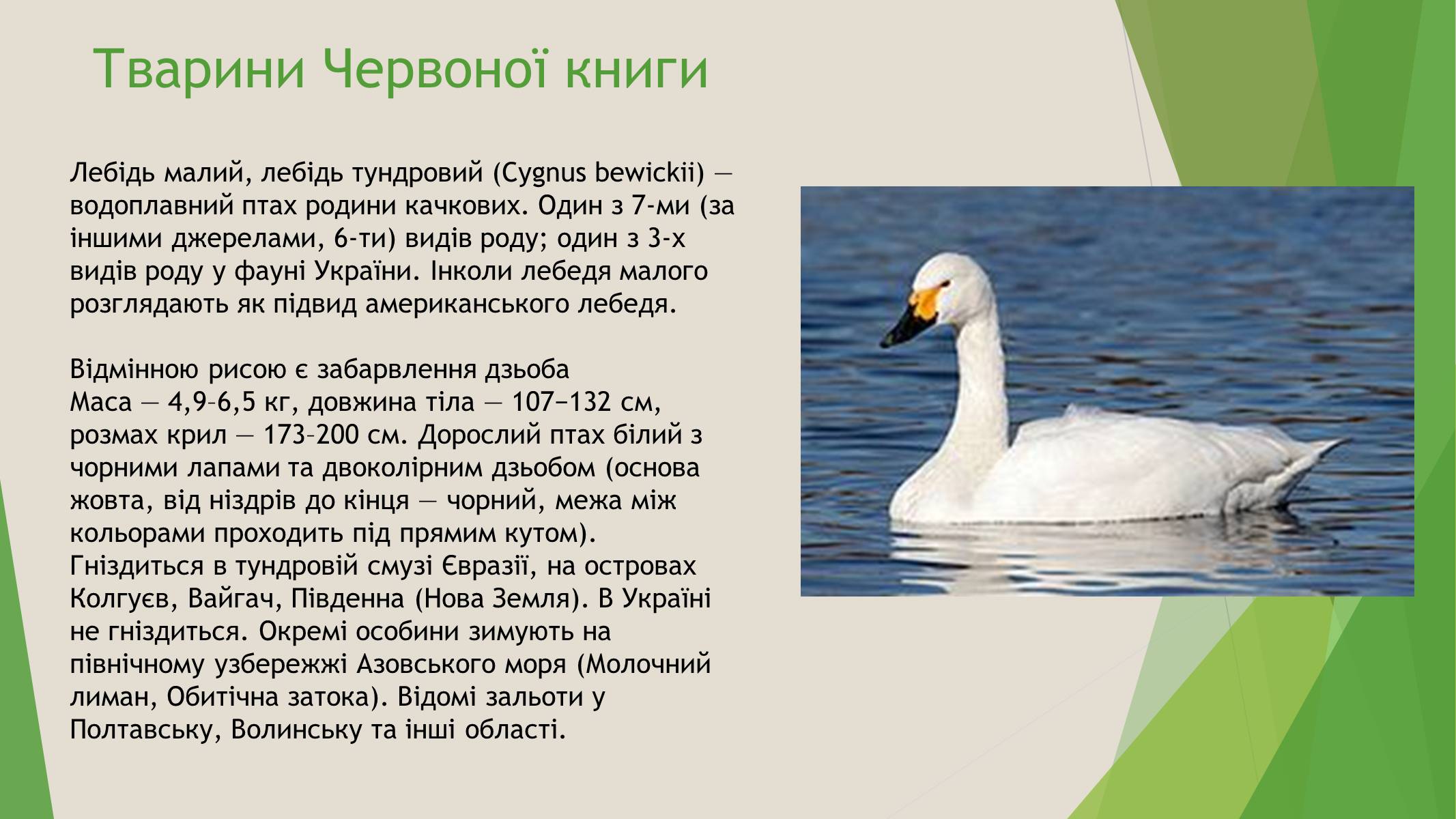 Презентація на тему «Червона книга України» (варіант 7) - Слайд #8 Презентація на тему «Червона книга України» (варіант 7) - Слайд #8