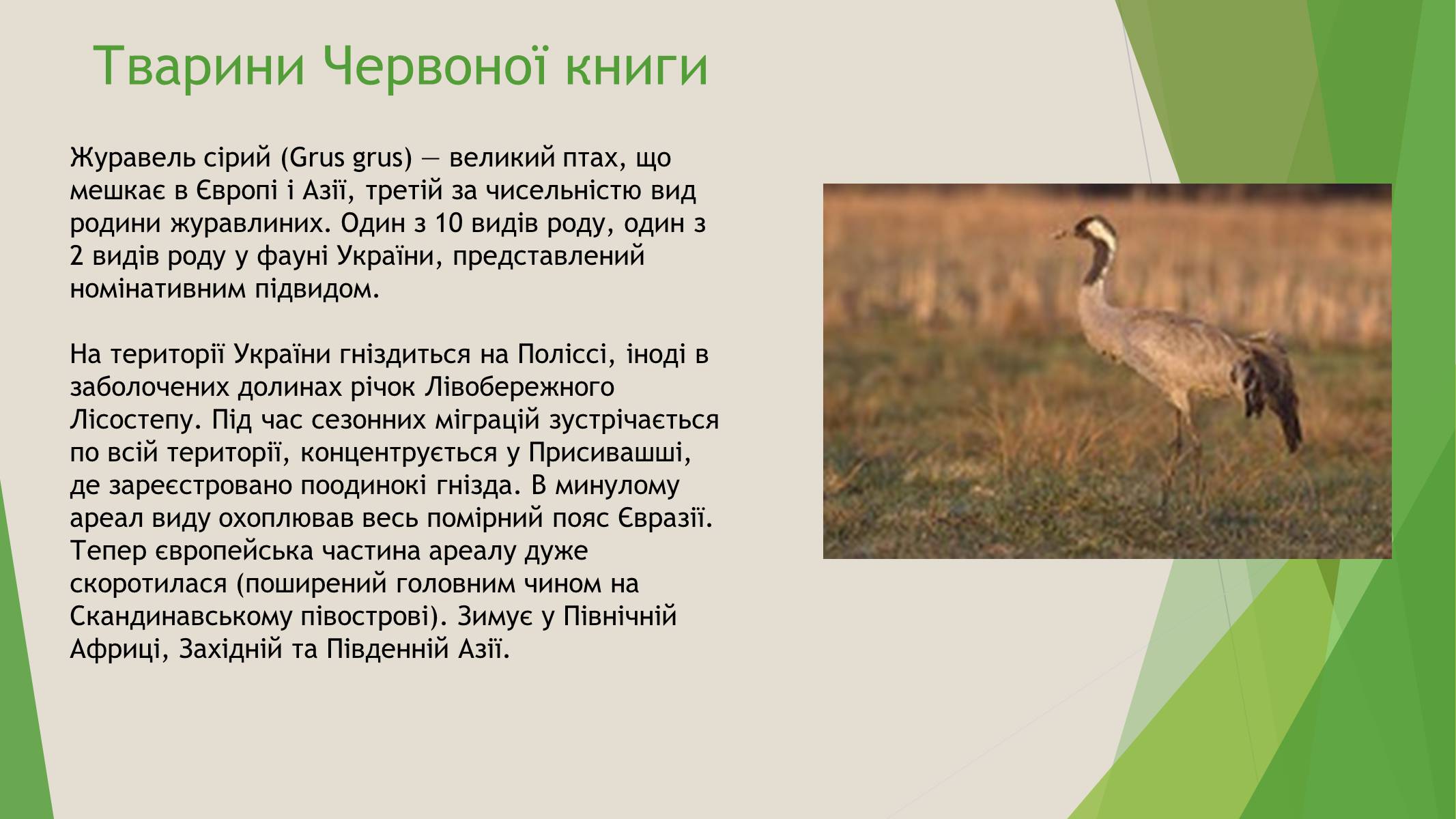 Презентація на тему «Червона книга України» (варіант 7) - Слайд #9 Презентація на тему «Червона книга України» (варіант 7) - Слайд #9